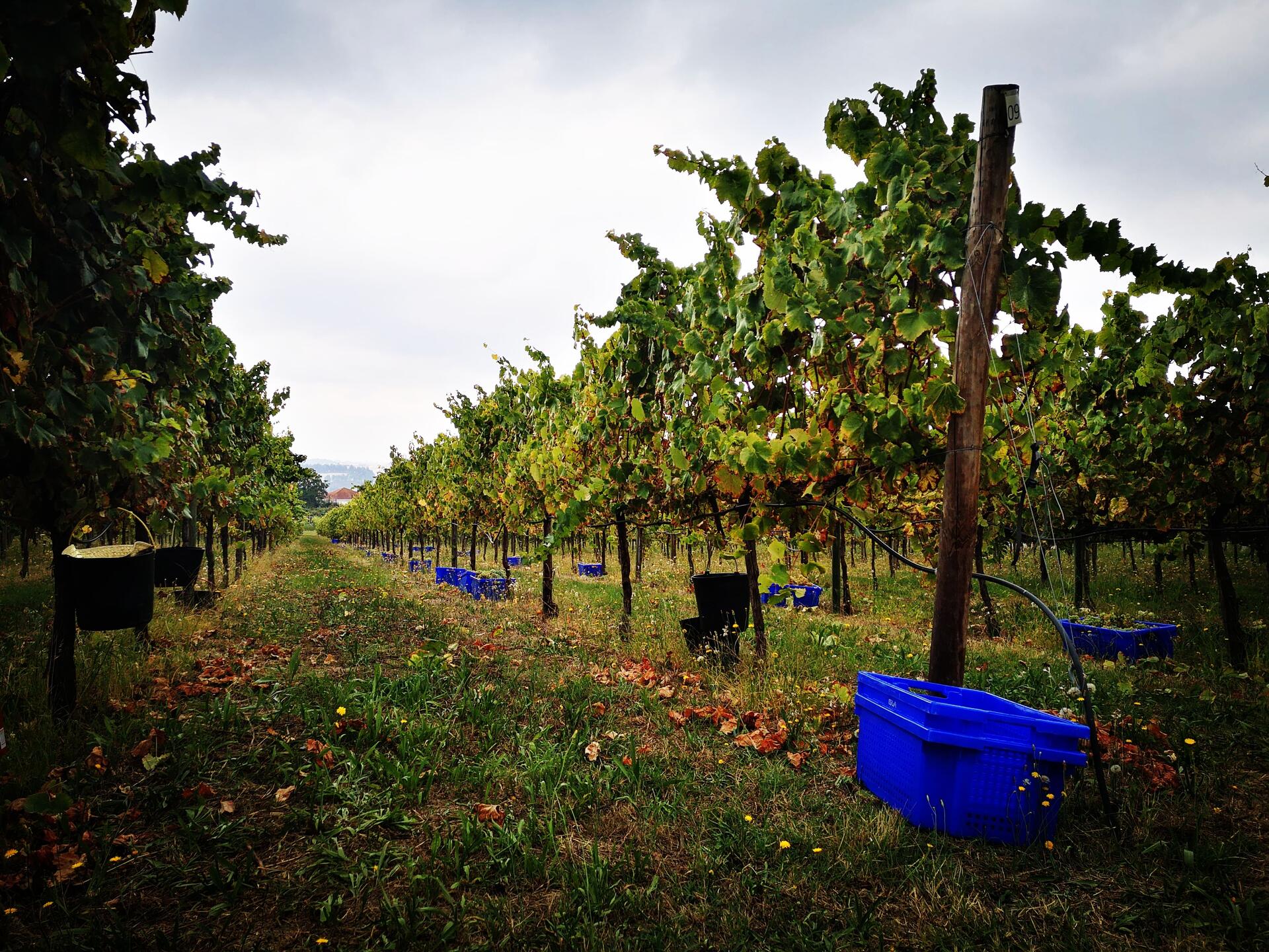 Sem Igual – Visita & Prova de 5 Vinhos