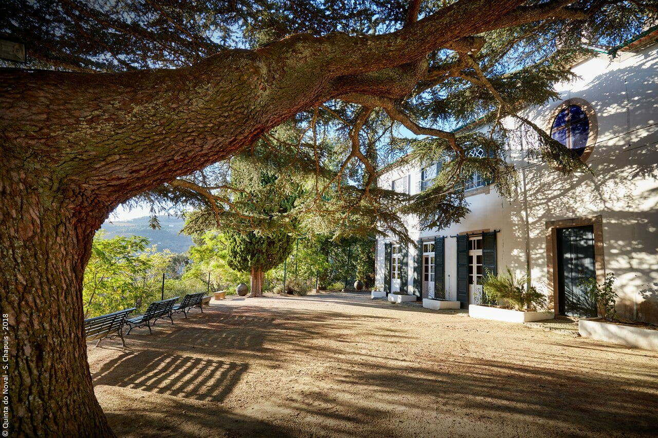 Quinta do Noval – Meio Dia na Quinta