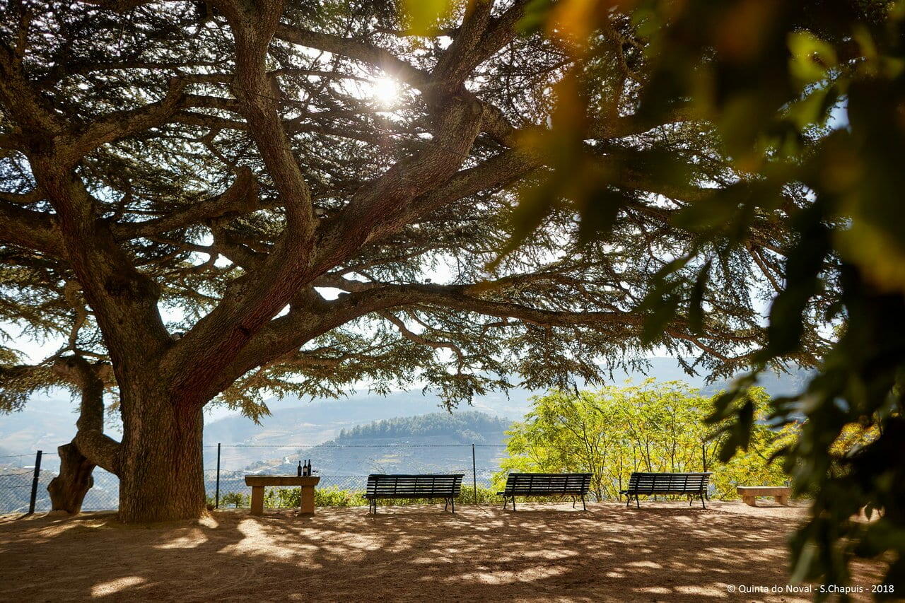 Quinta do Noval – Meio Dia na Quinta