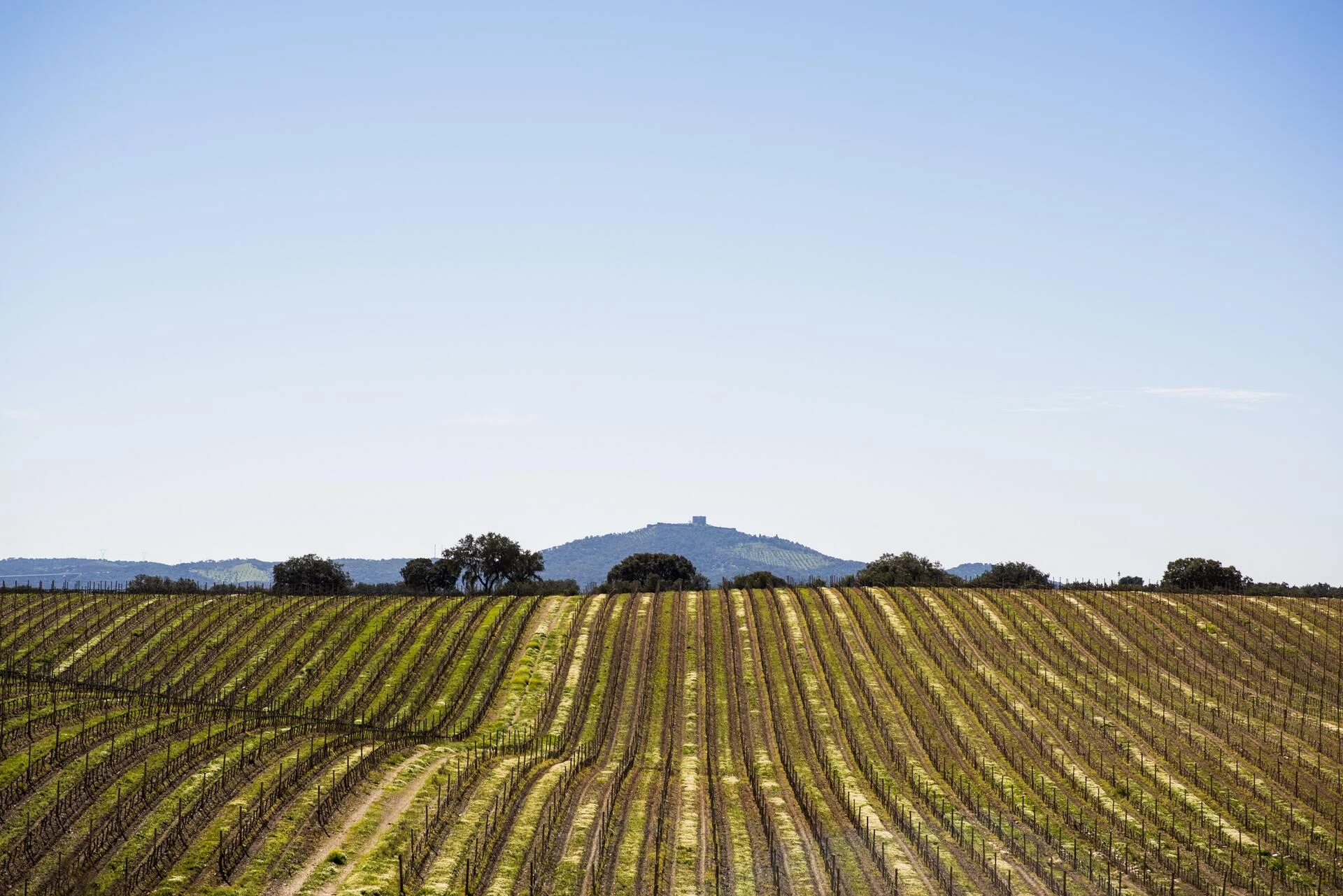 Herdade das Servas – Prova do Enólogo