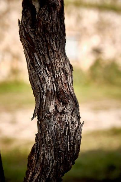 Monte Olmi Estate Tour