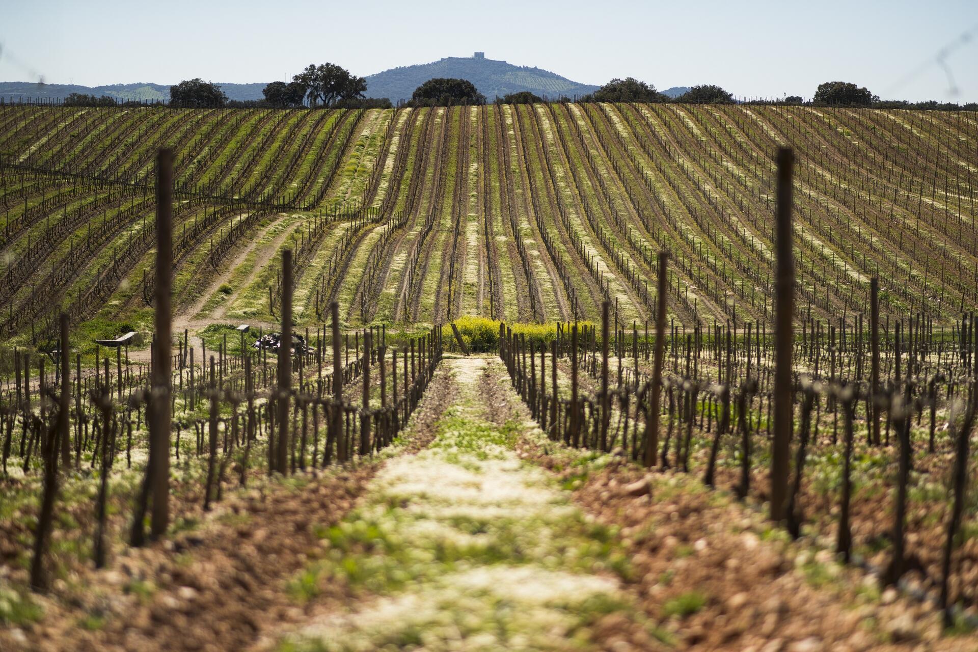Herdade das Servas – Visita & Almoço Regional