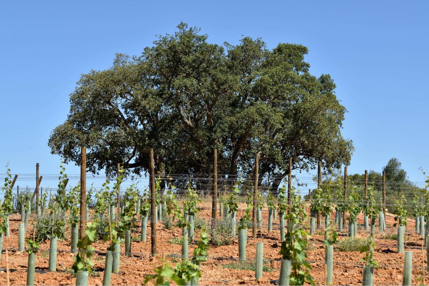 Villa Alvor – Prova “ALL Alvor”