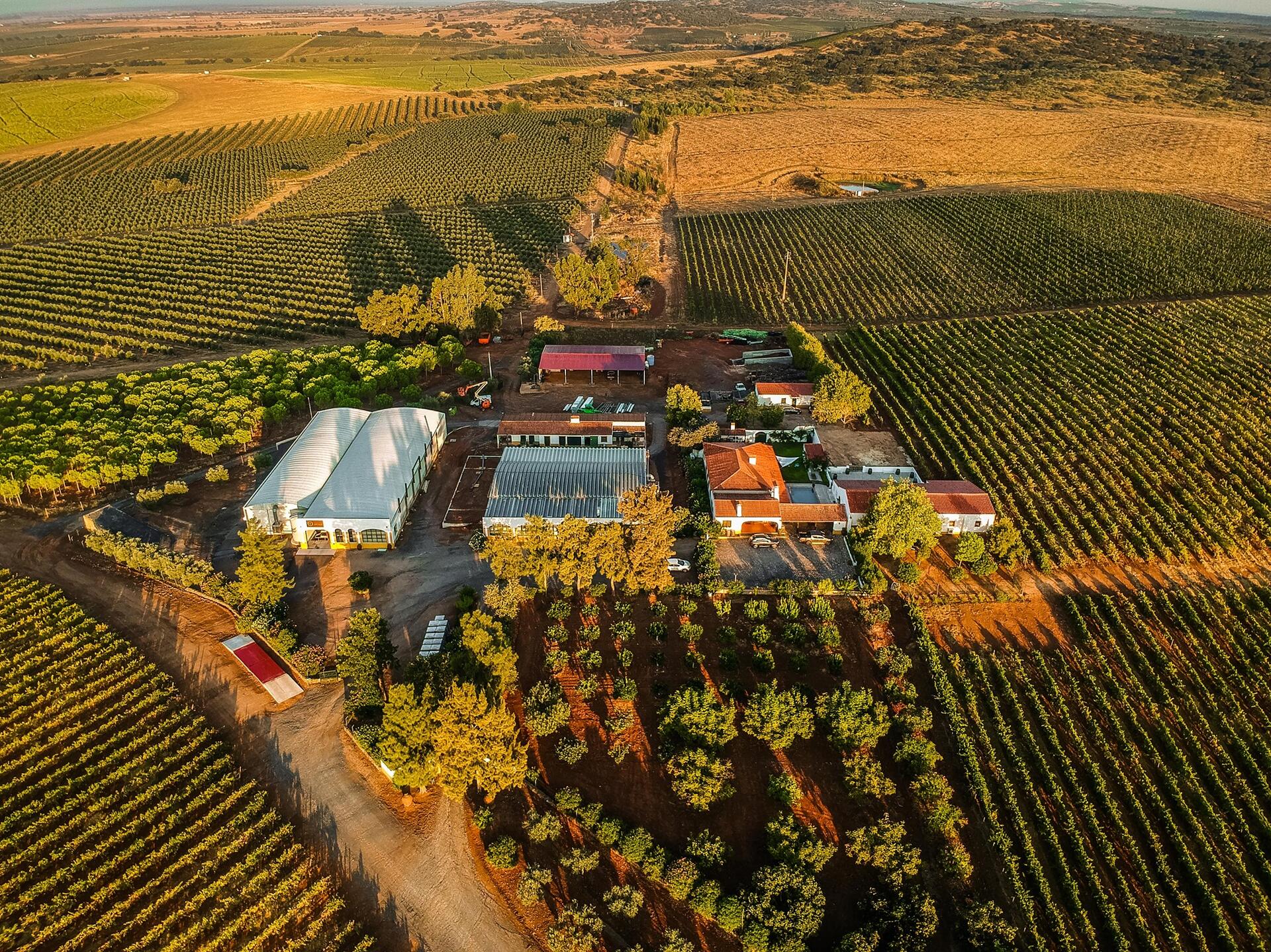 Herdade Grande – Vinhos & Piquenique