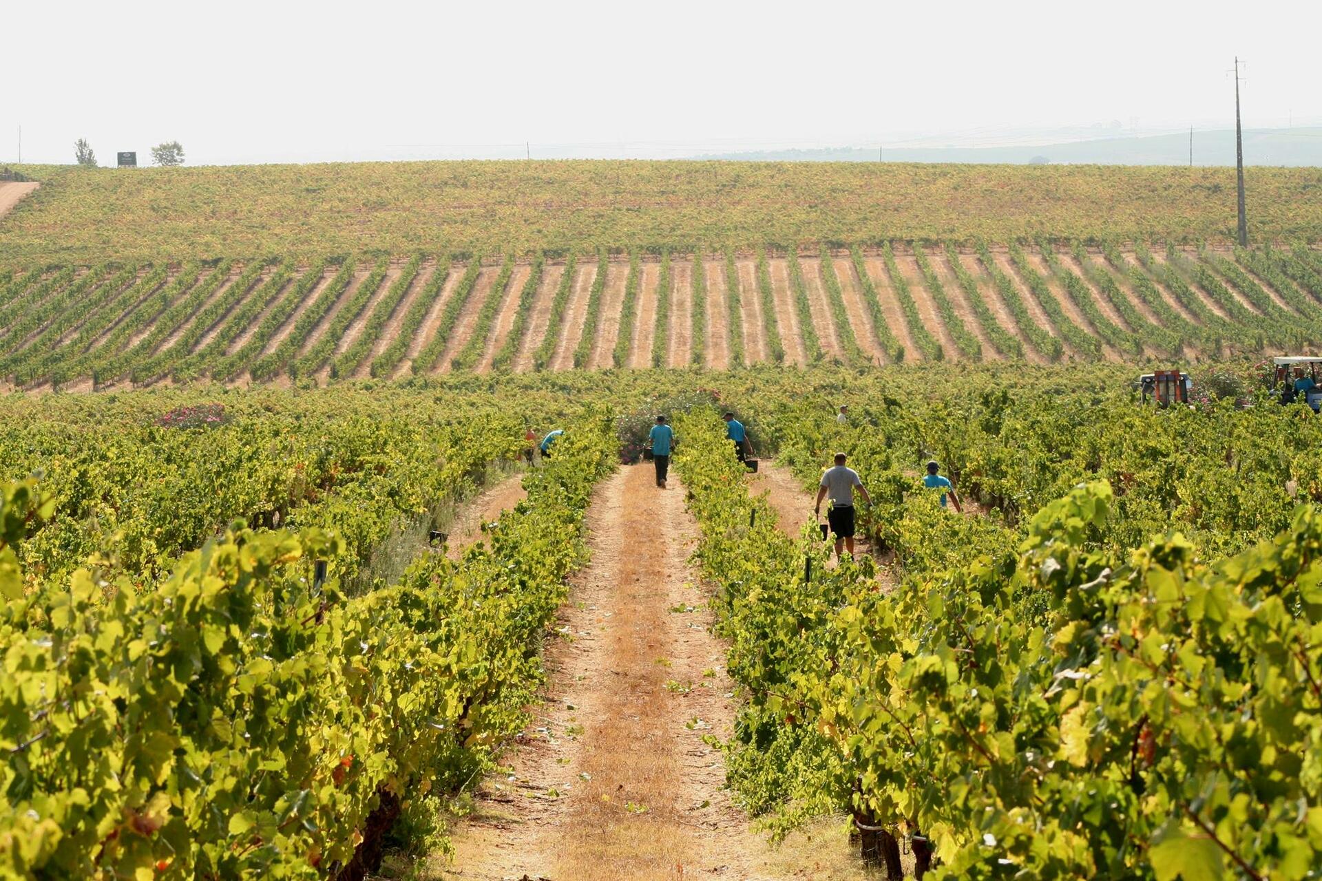 Herdade Grande – Prova de Verão