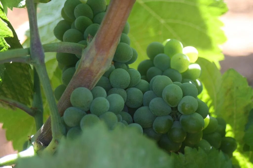 Paxá Wines – Visita & Prova Premium