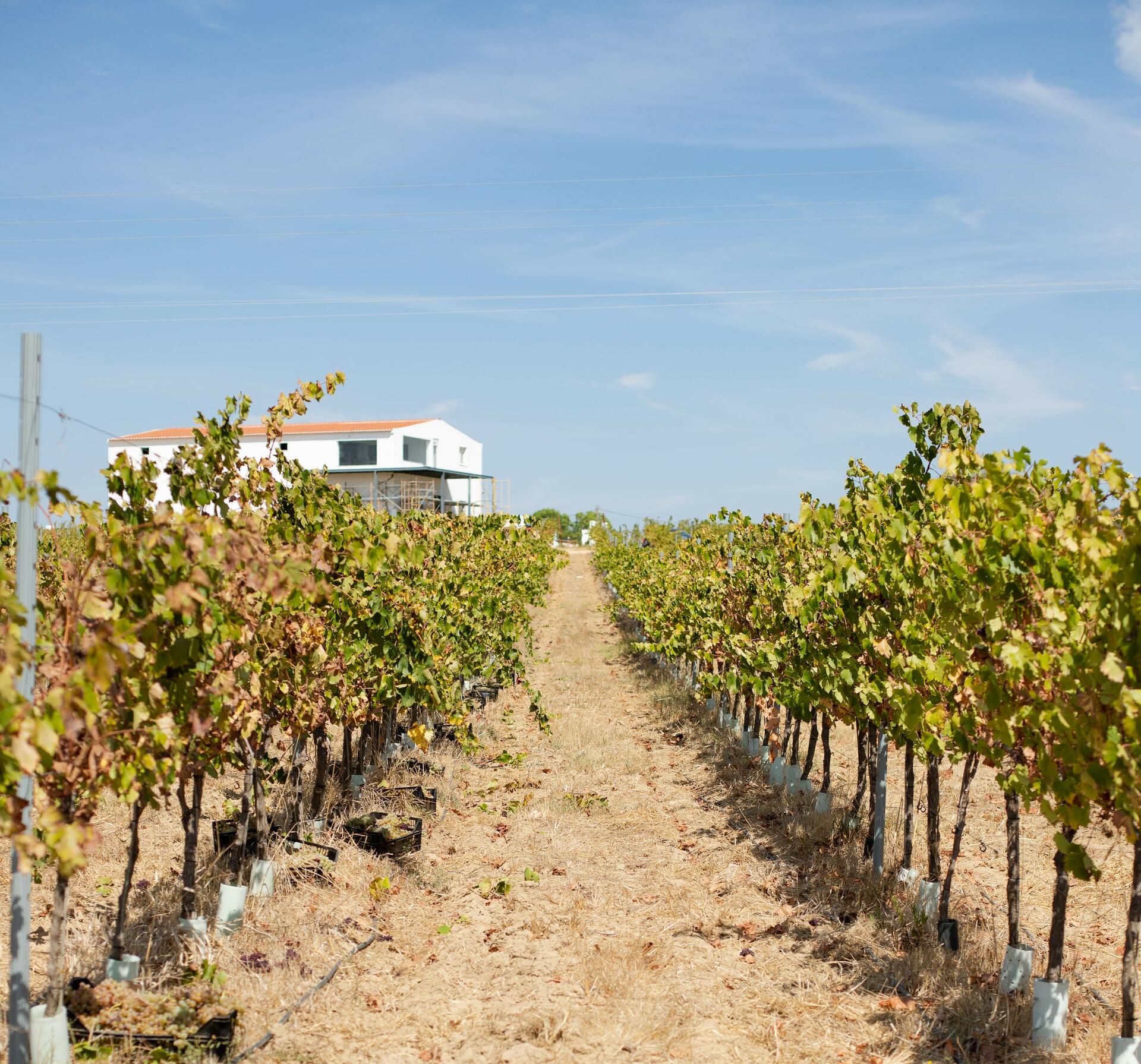 Talha de Frades – Da Vinha ao Copo