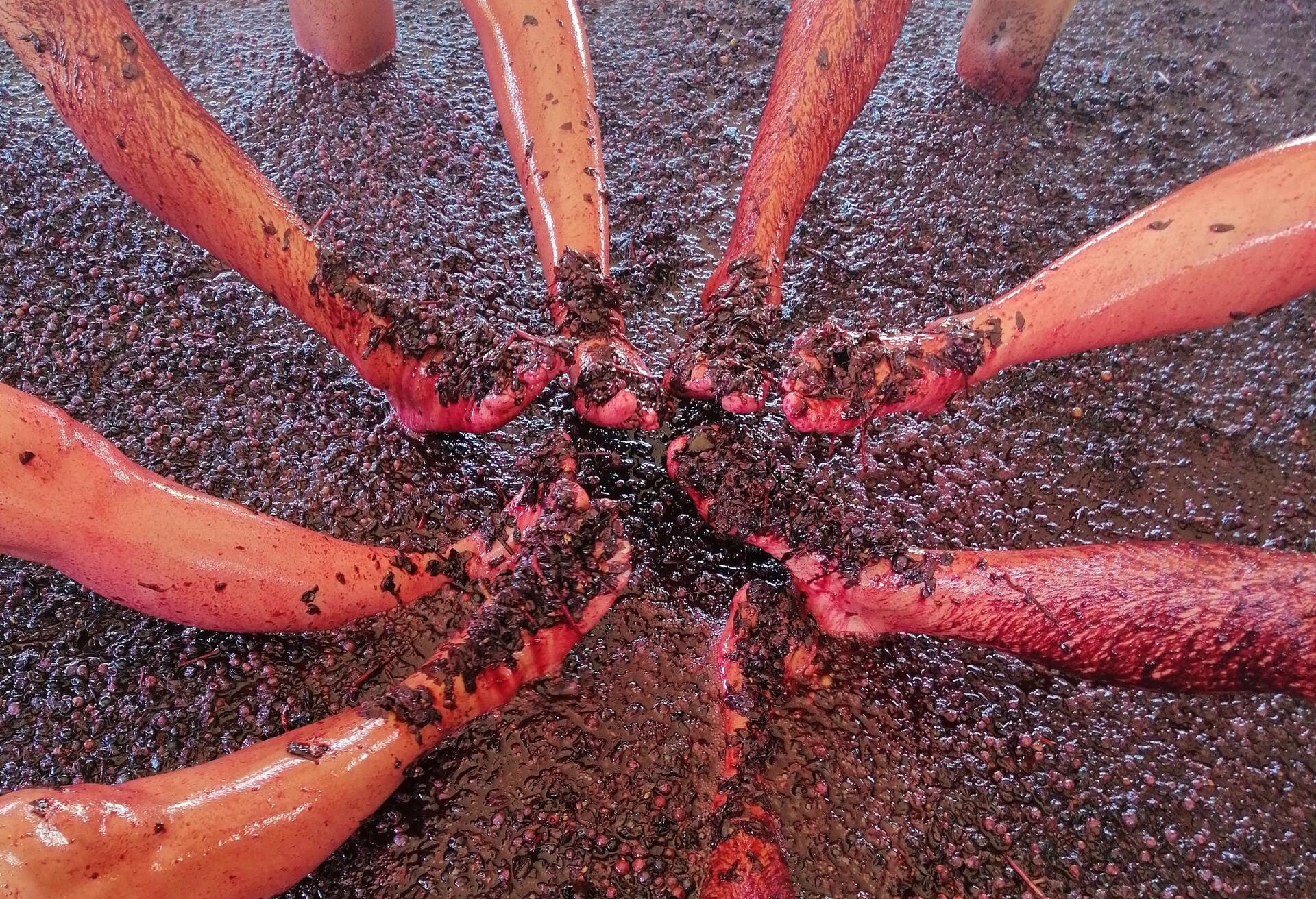 Évora Histórica & Vinho Alentejano