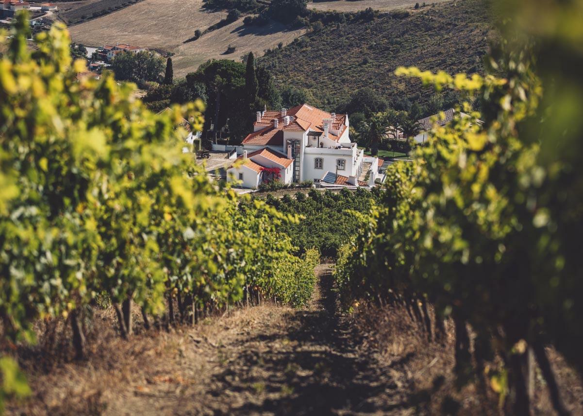 Quinta de S. Sebastião – Visita & Almoço Vínico