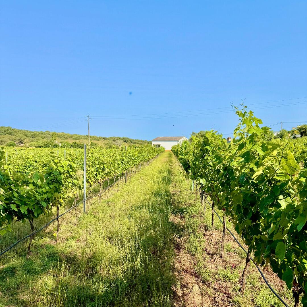 Pista Wines – Prova Reserva