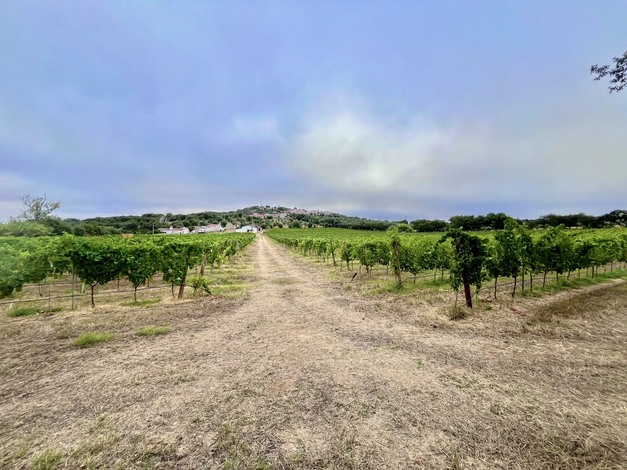 Pista Wines – Prova Reserva