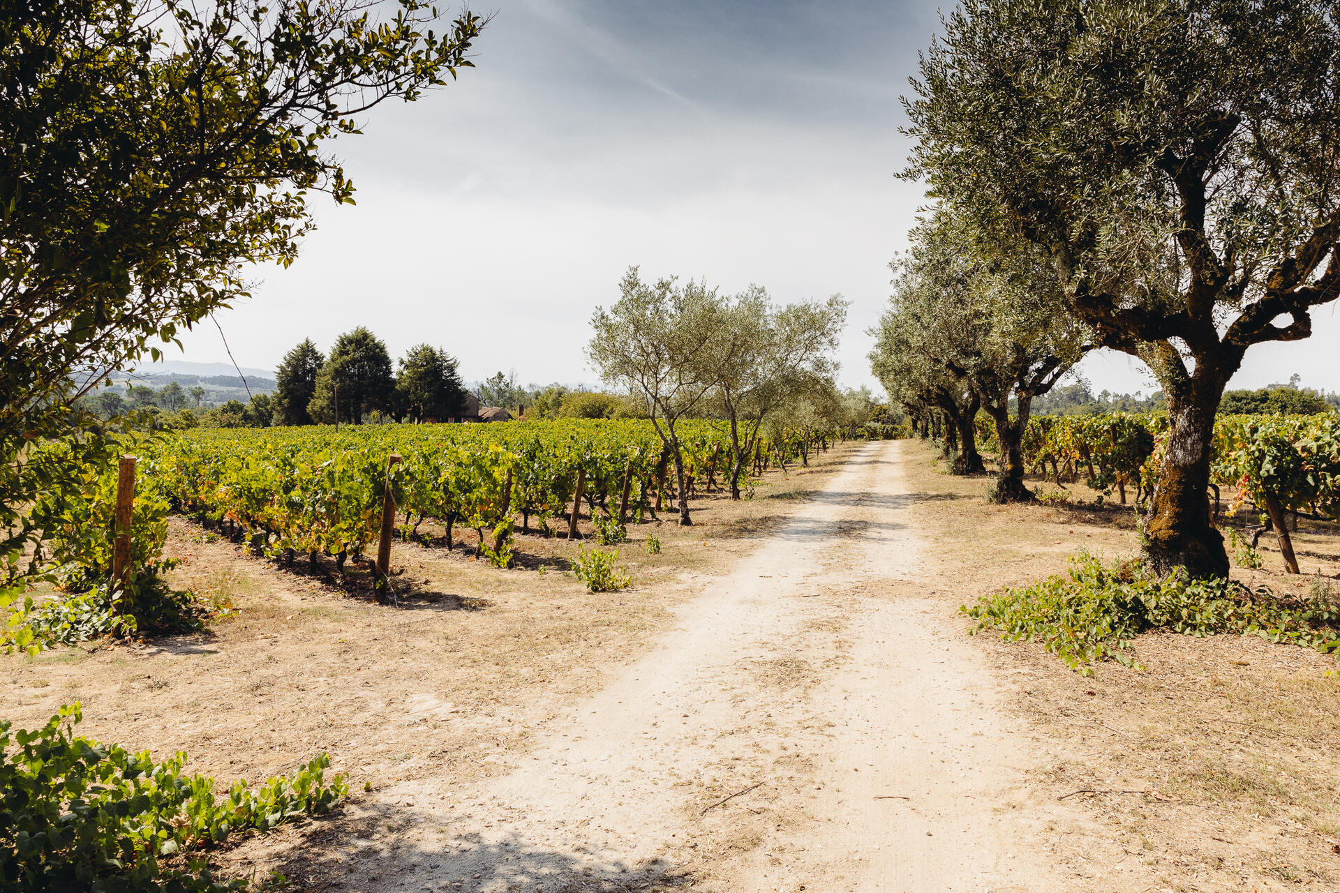 Wine Magnum – Da Vinha à Mesa