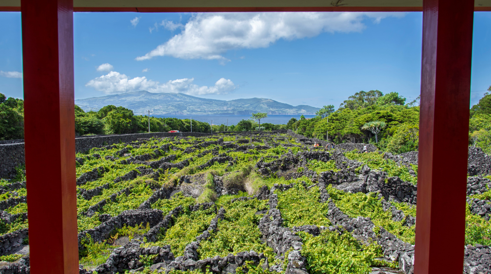 Tour Vinho & Tapas – Meio Dia