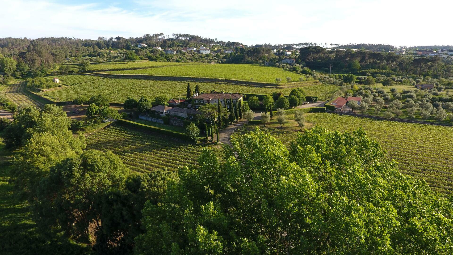 Essência & Tradição do Dão