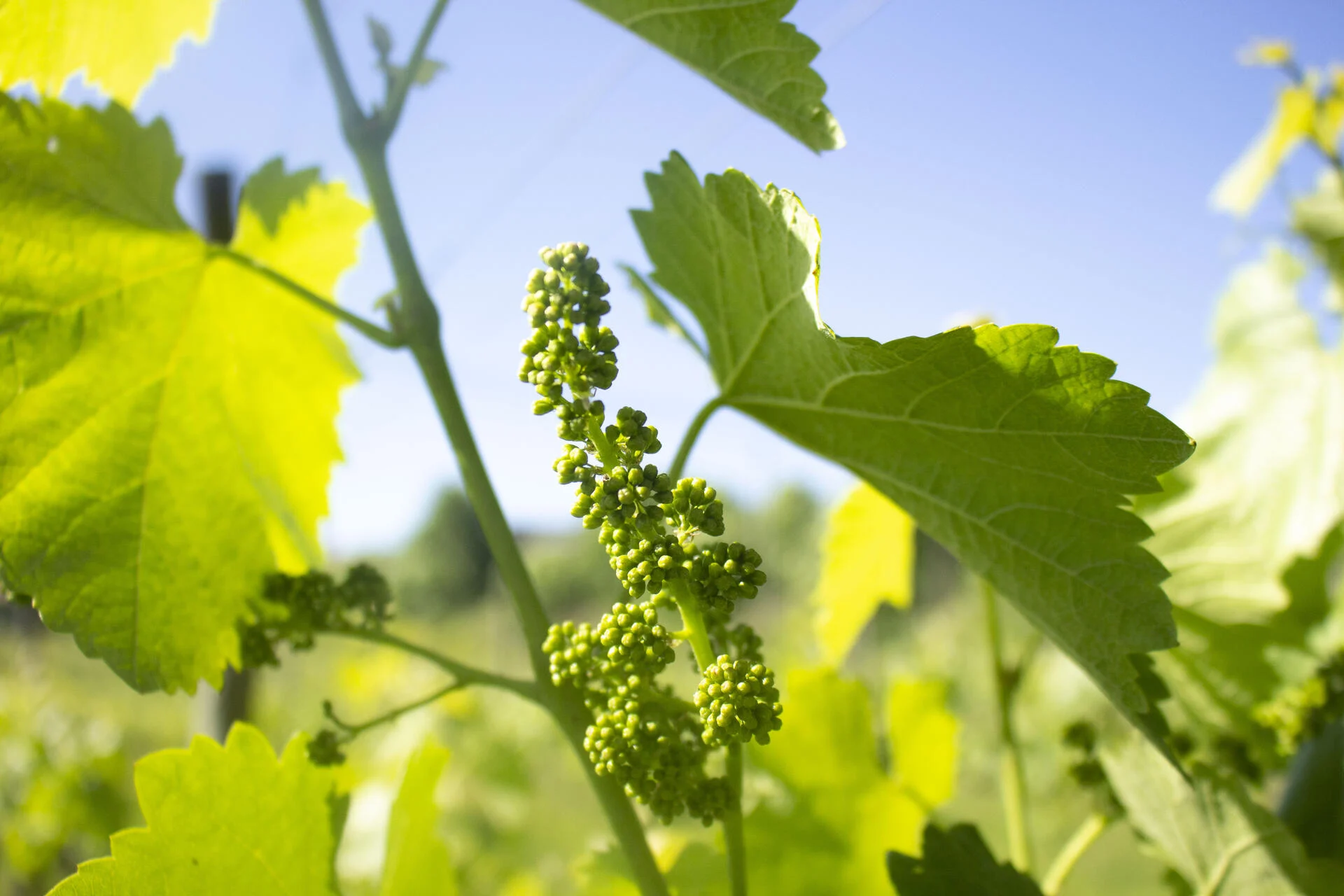 Quinta da Chouza – Visita & Prova Espumantes