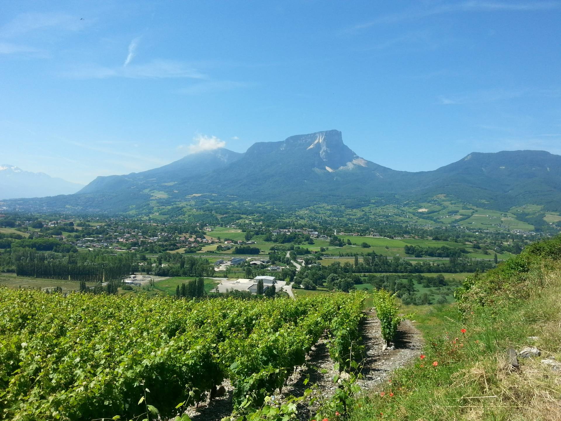 Terroir picnic in the heart of the vineyards