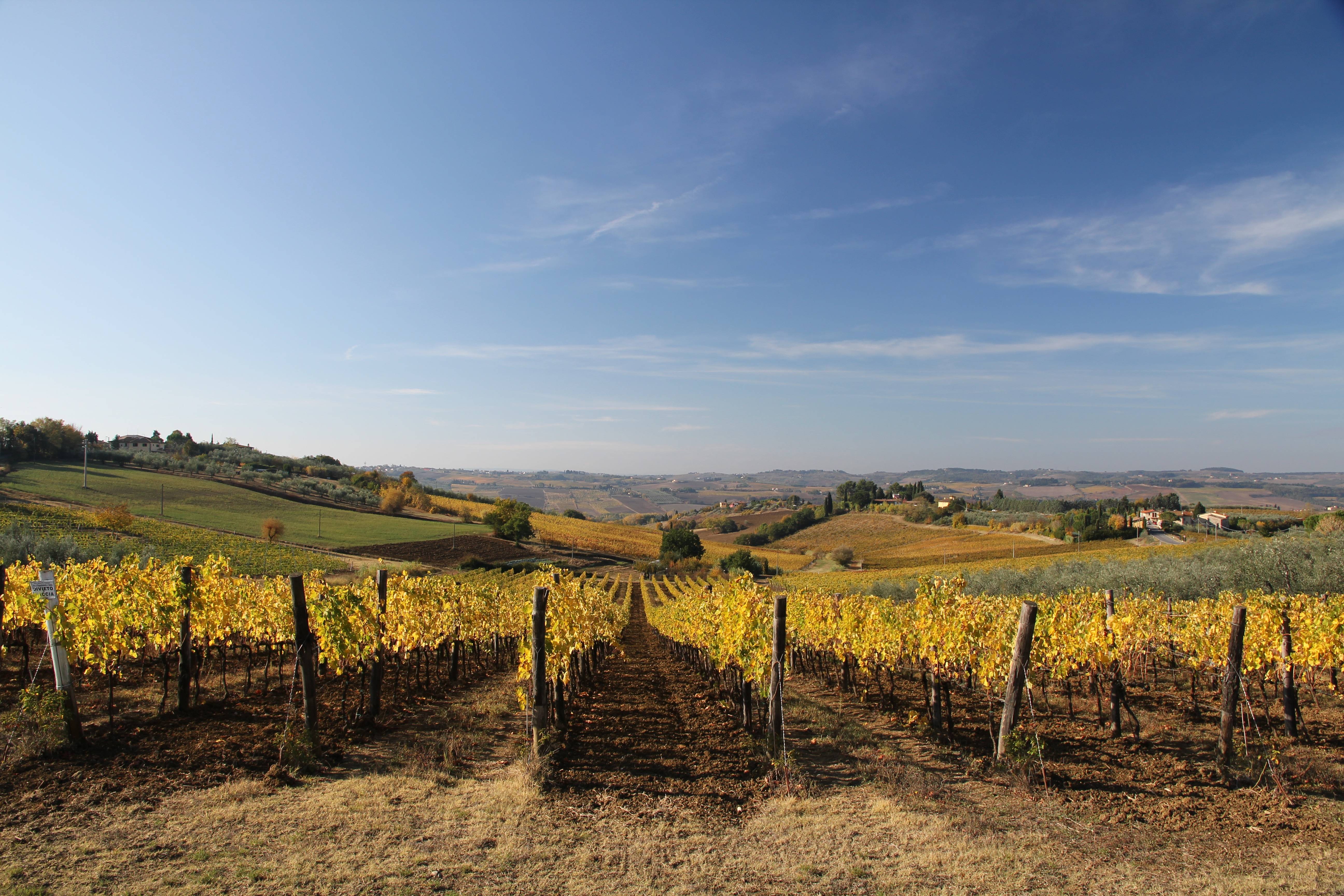 Tour and Tasting of Organic White Wines