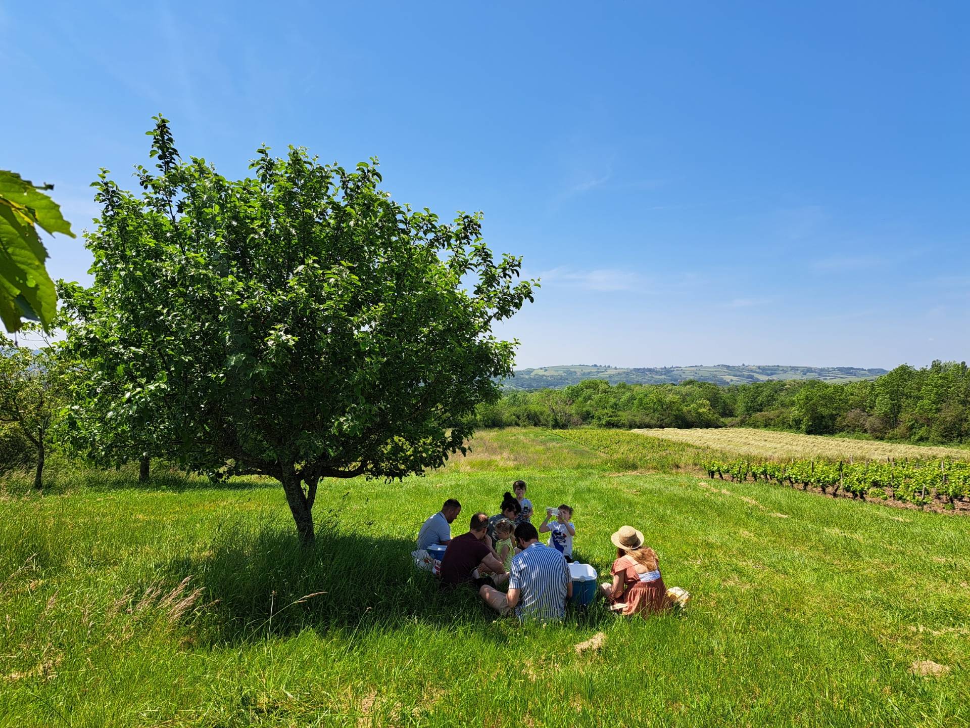 Picnic in the vineyards