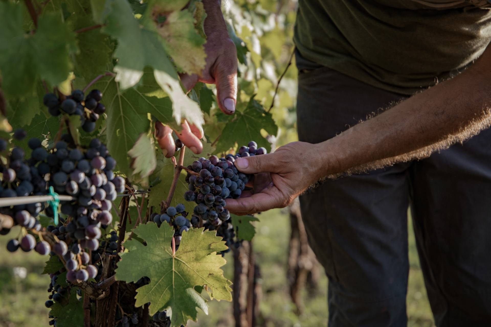 Discovering the secrets of our wines