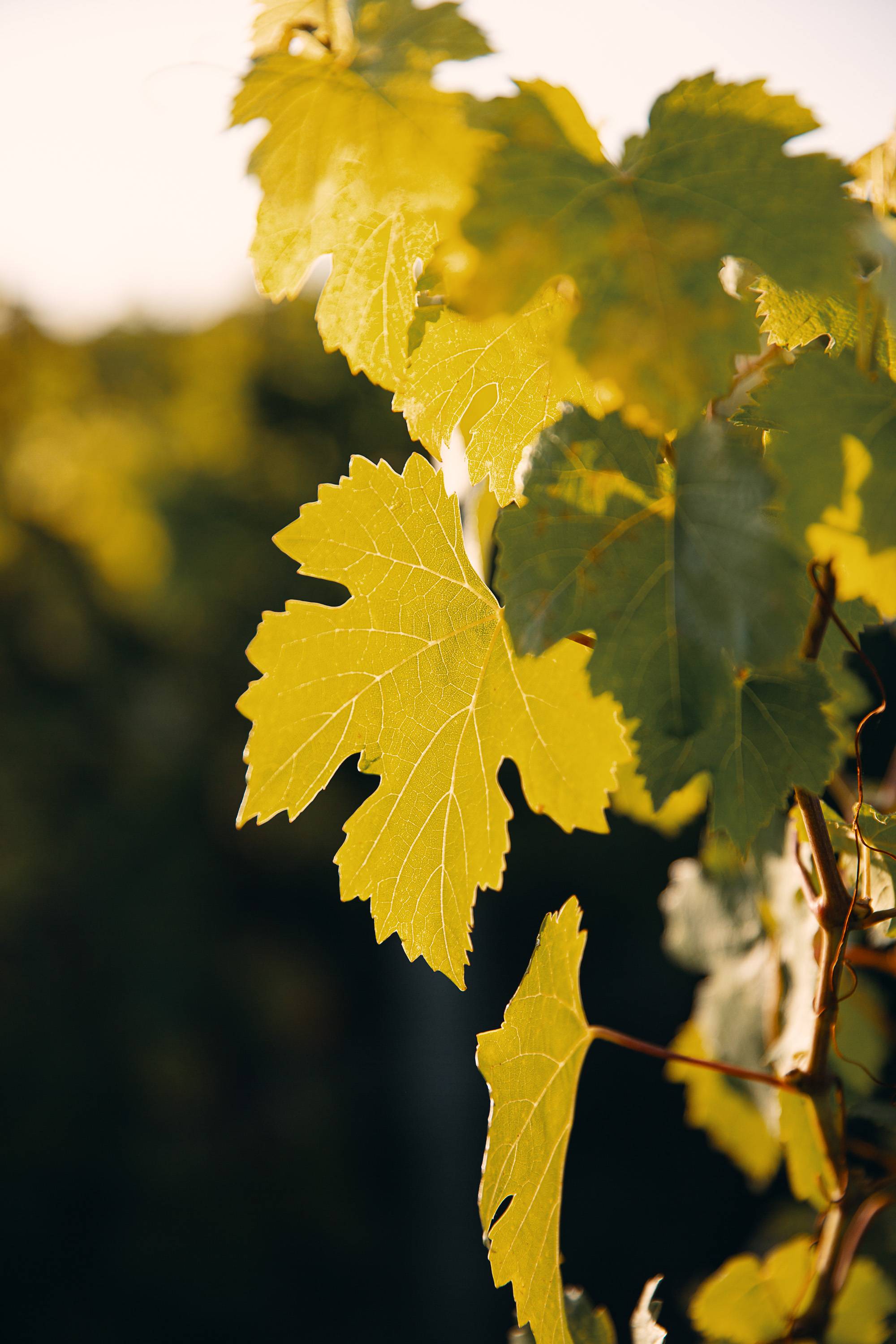 Visit and tasting at the water’s edge