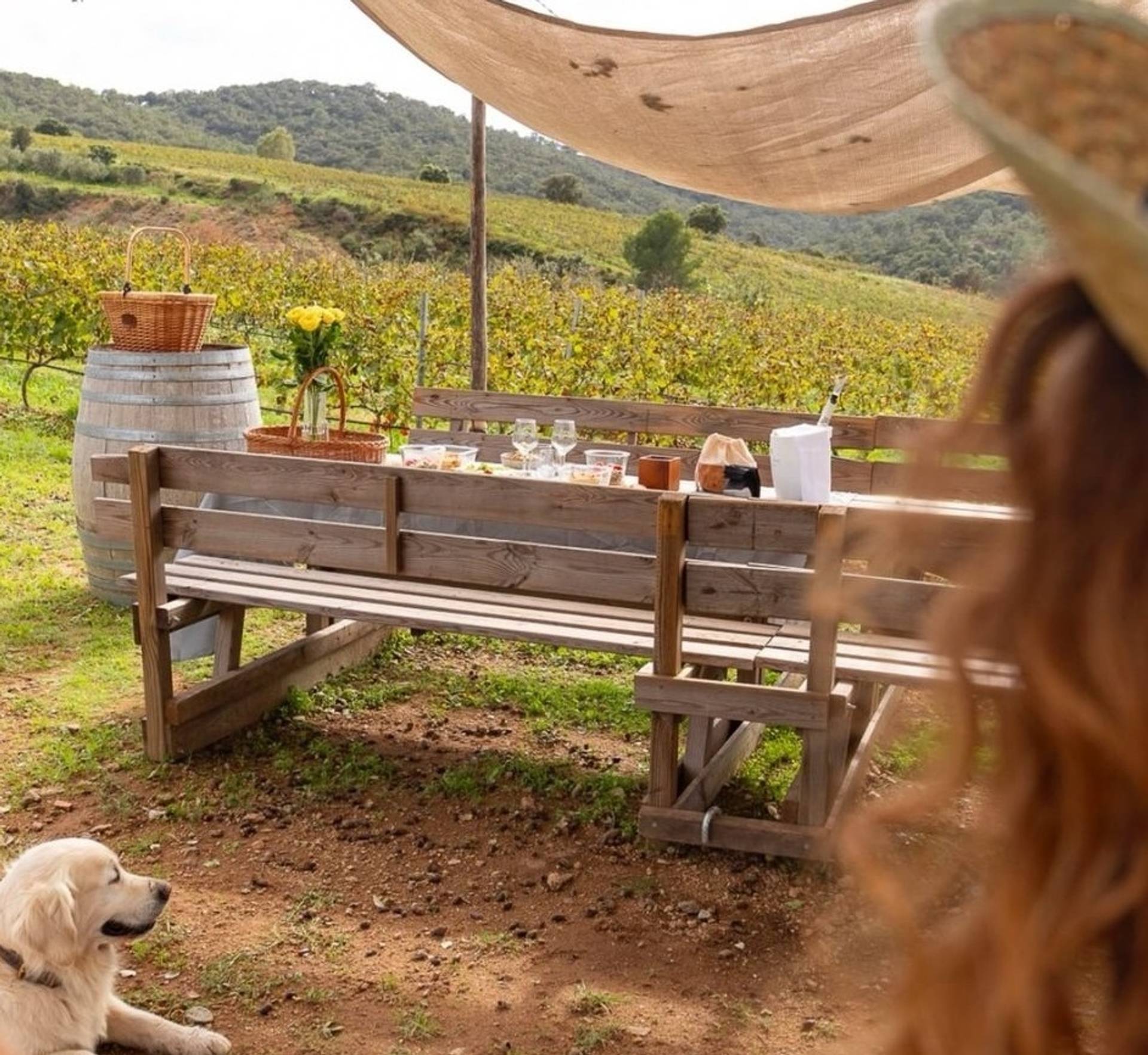 Picnic – Classic Formula