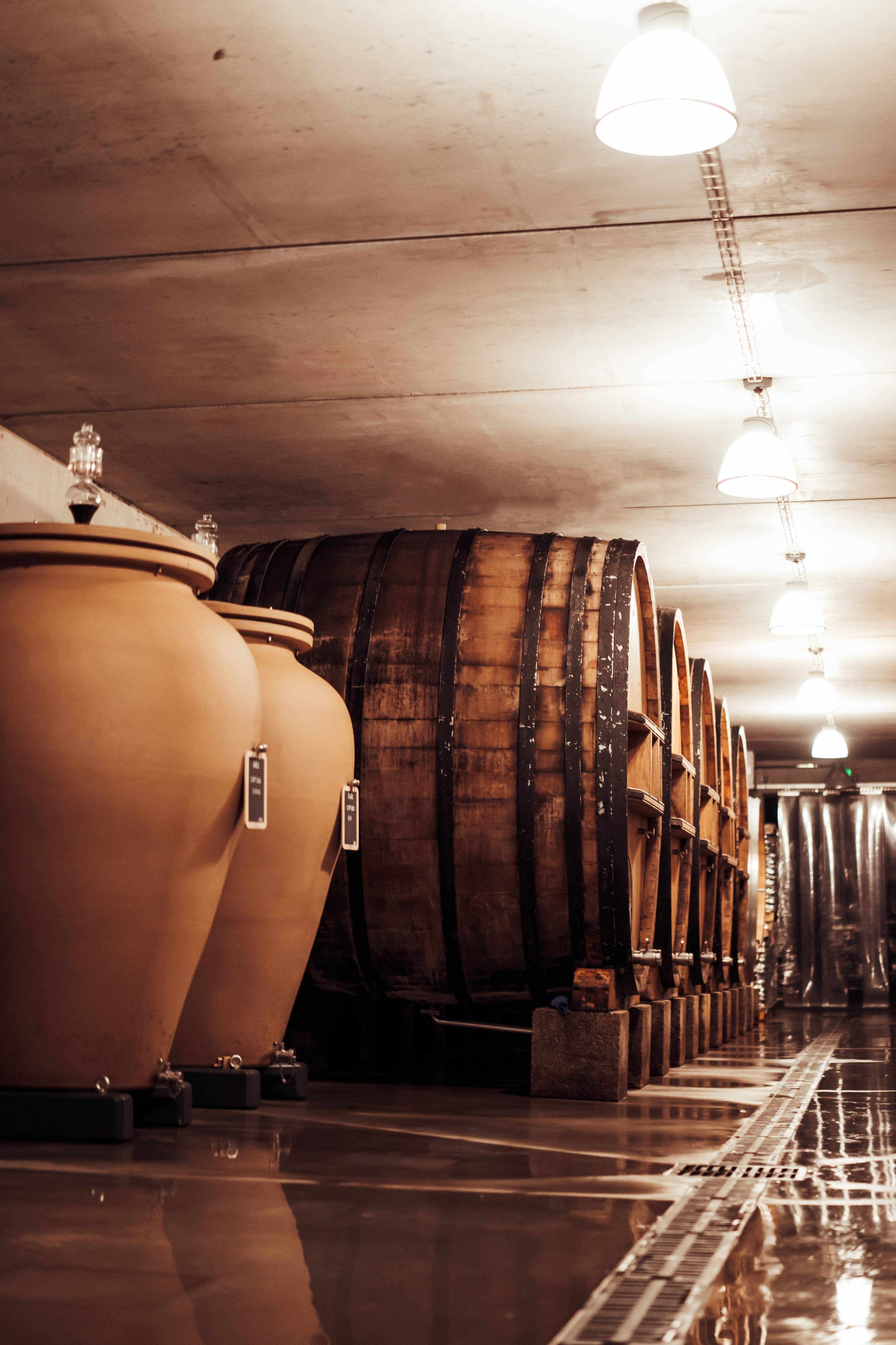 Guided tour & commented tasting