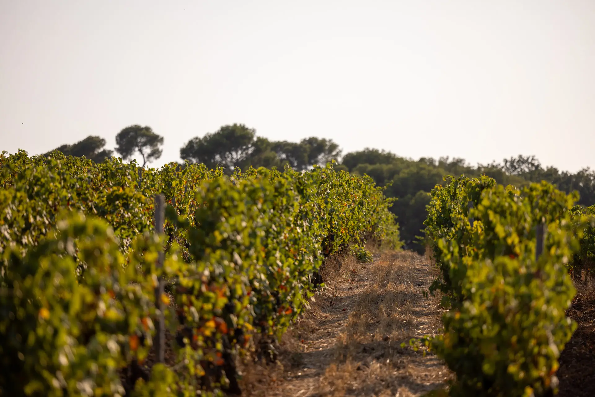 Winegrower’s Adventure