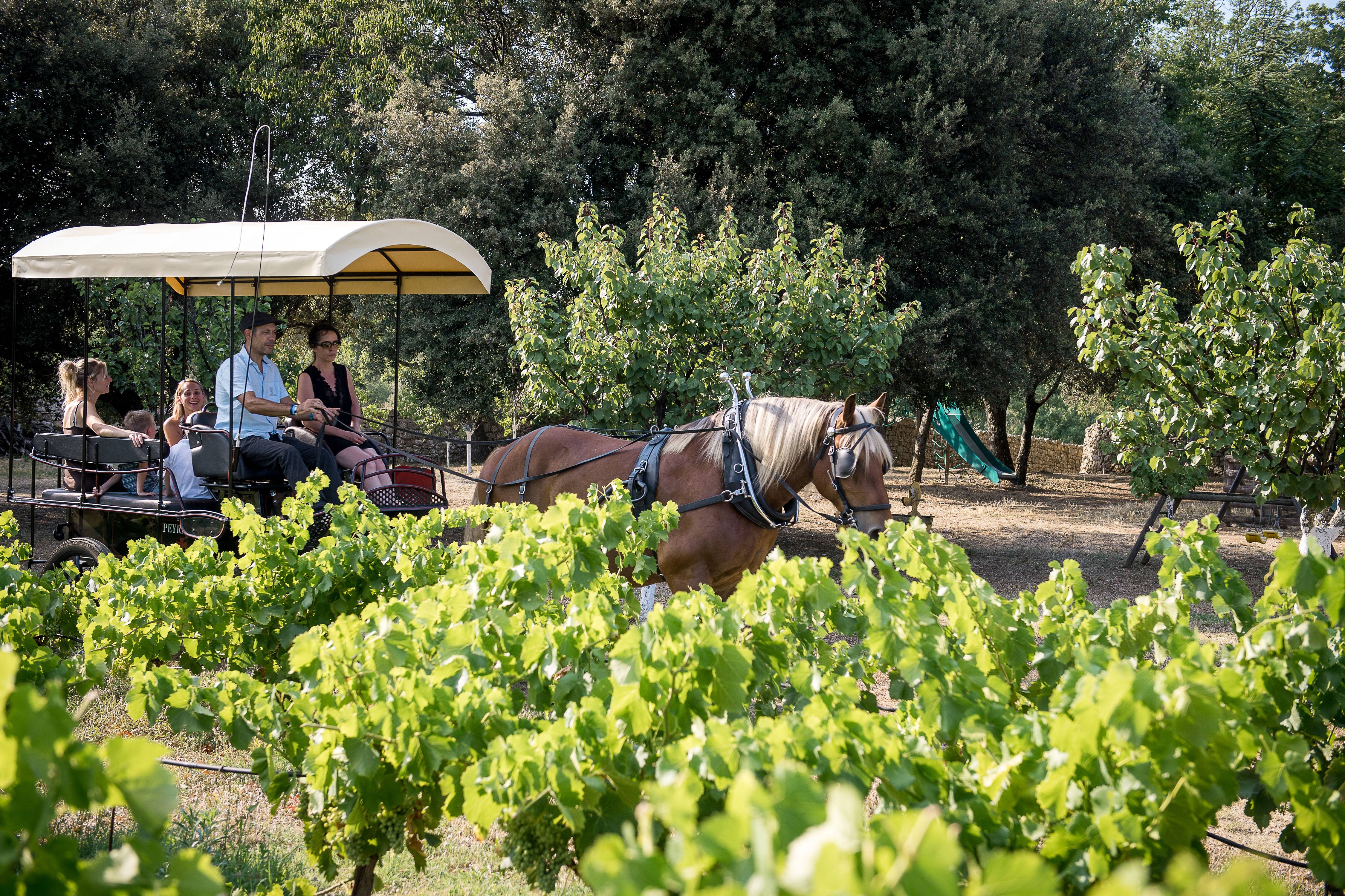 Visit of the estate and the sculpture park in a horse-drawn carriage