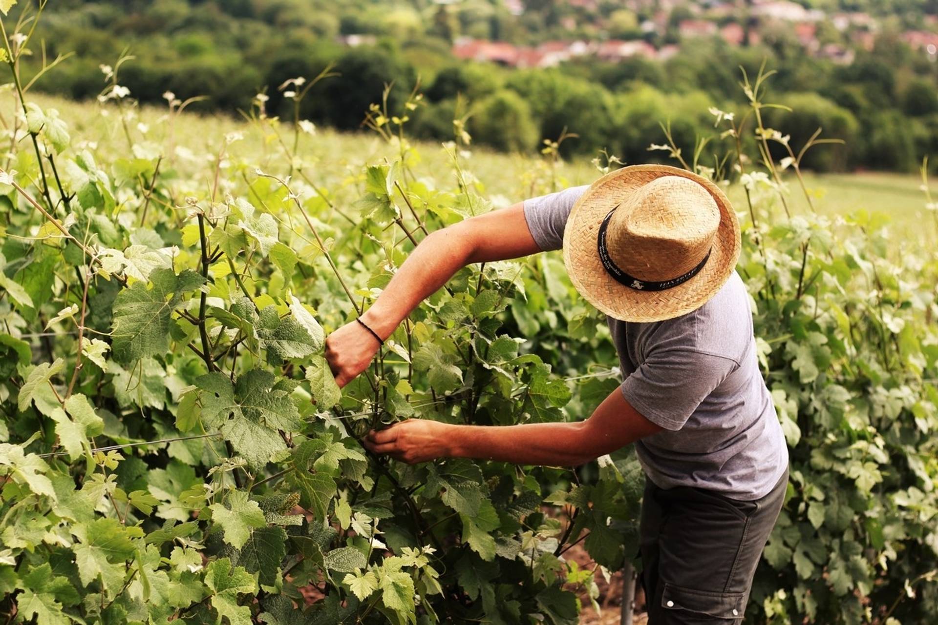 VIP TOUR of the estate and vineyard