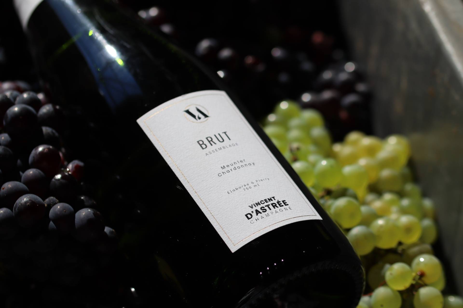 Grape varieties workshop