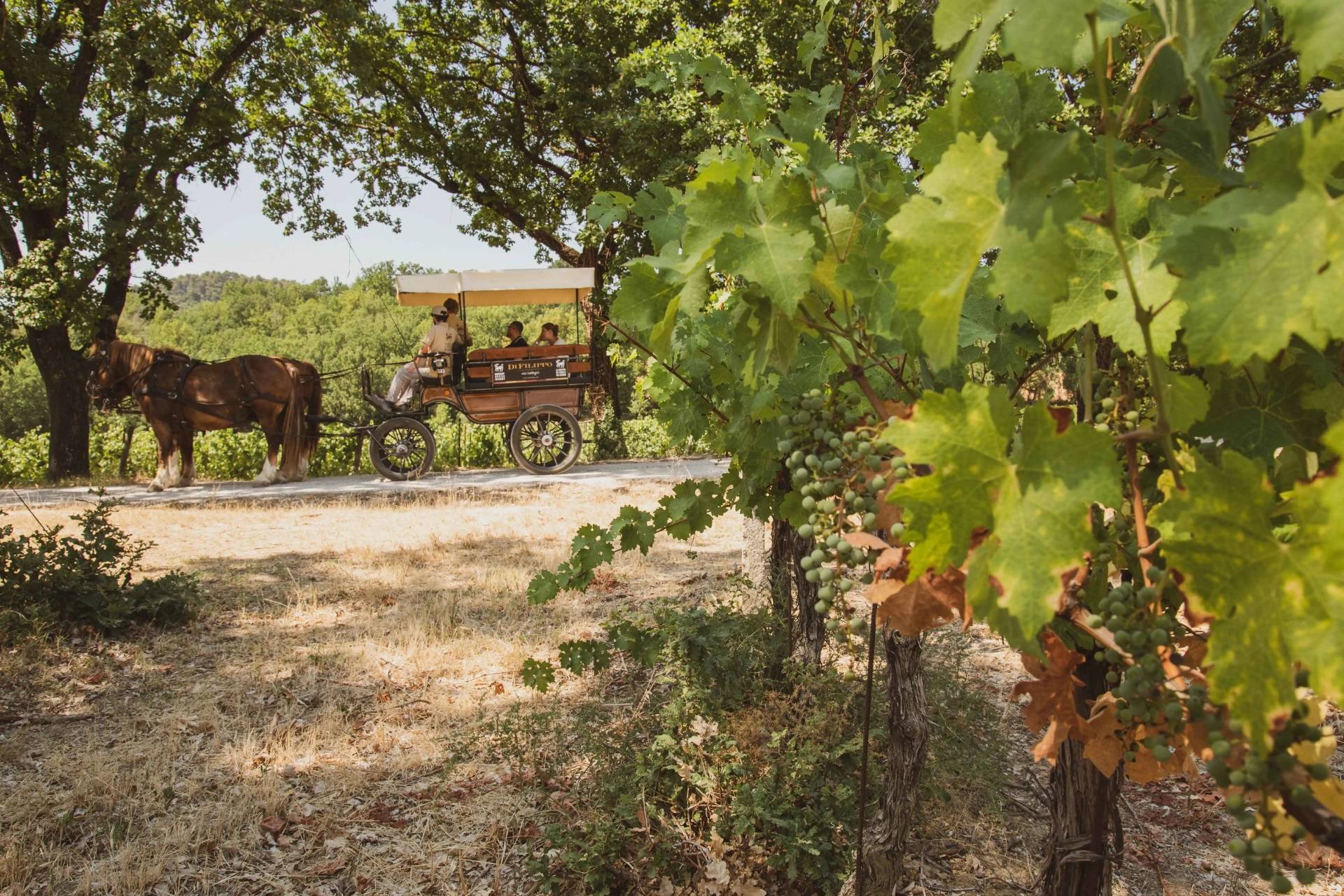 Trotting through the vineyards with appetizers