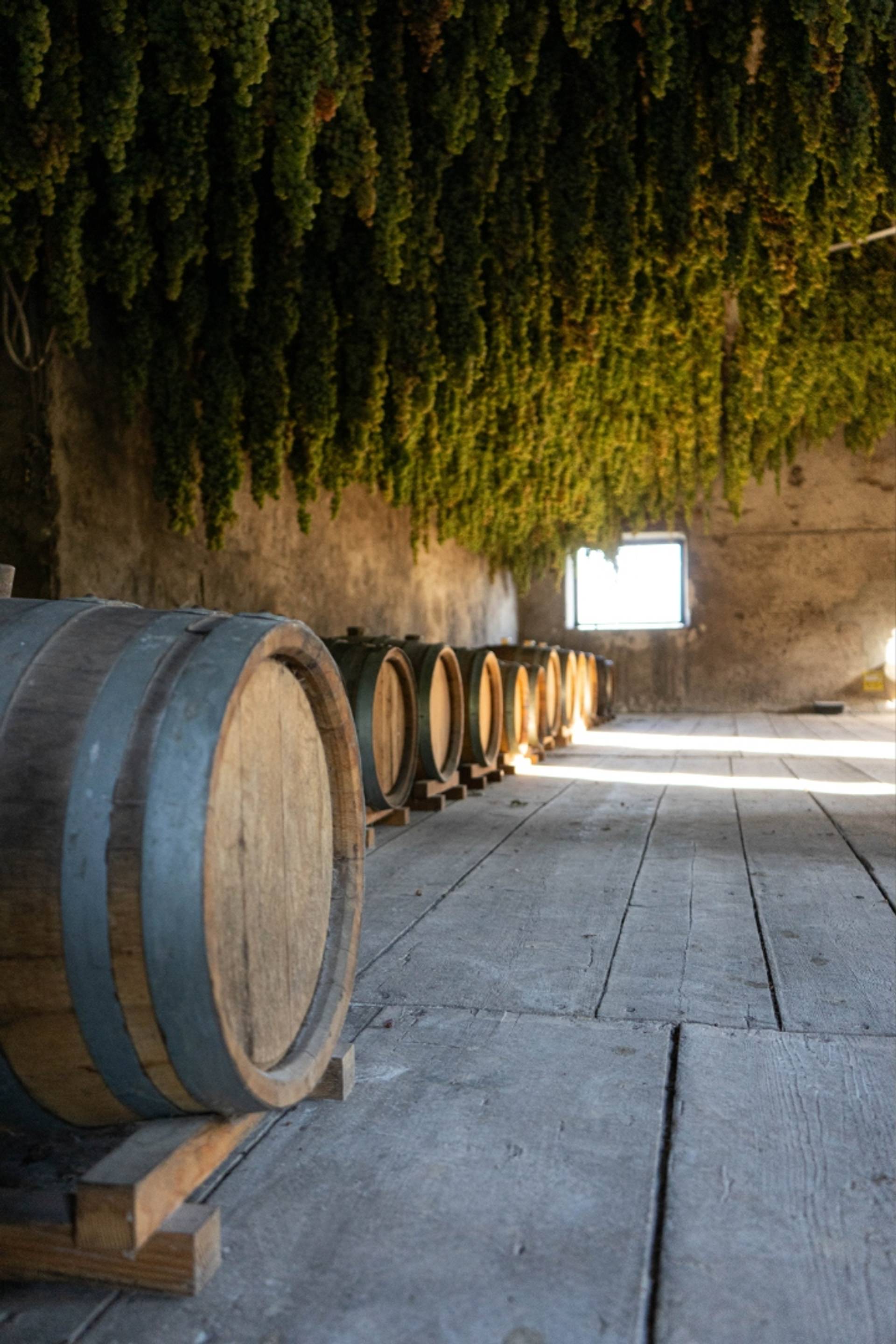 The Roots of the Volcano Experience