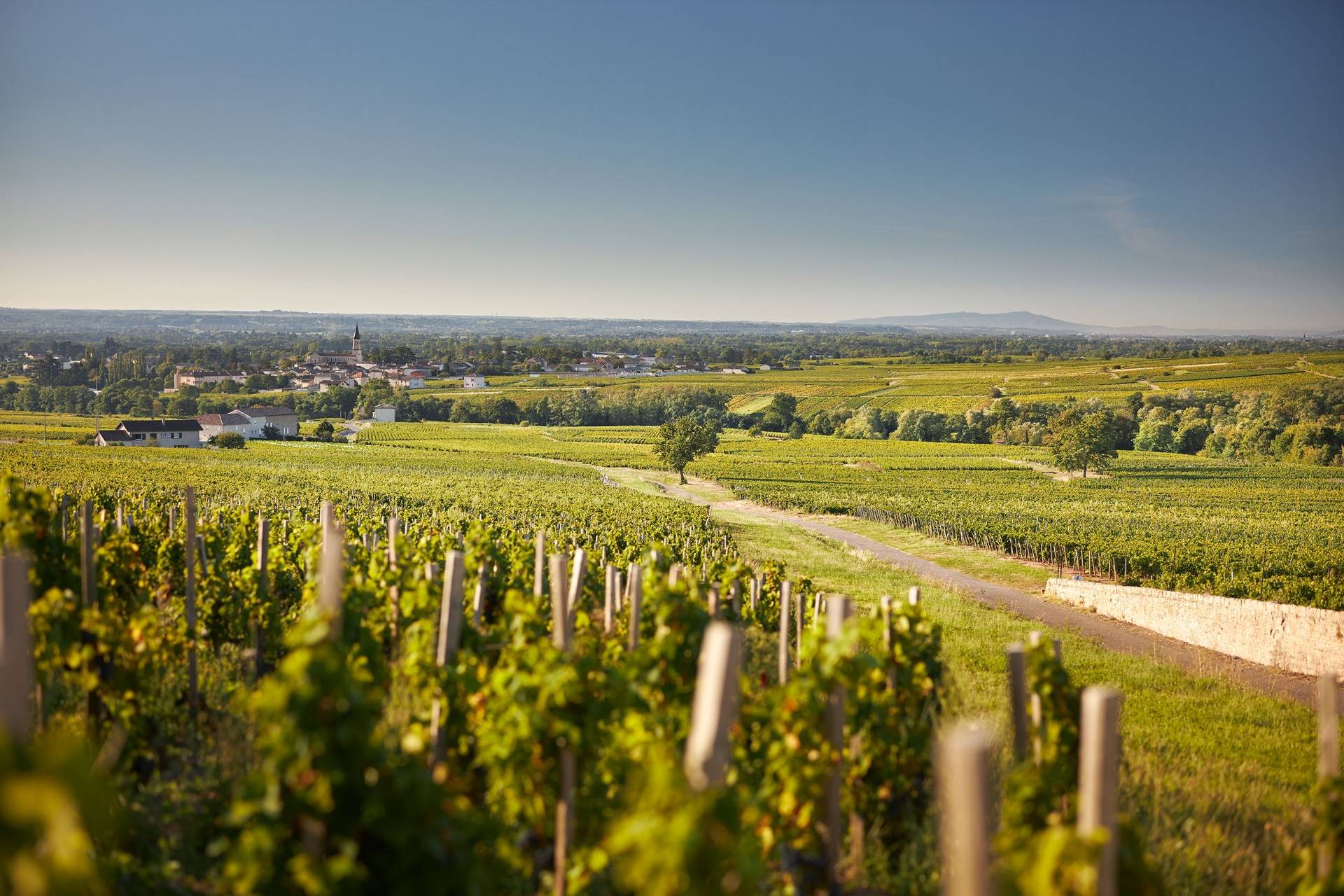 Stroll through the vineyards followed by a visit to the cellar and tasting