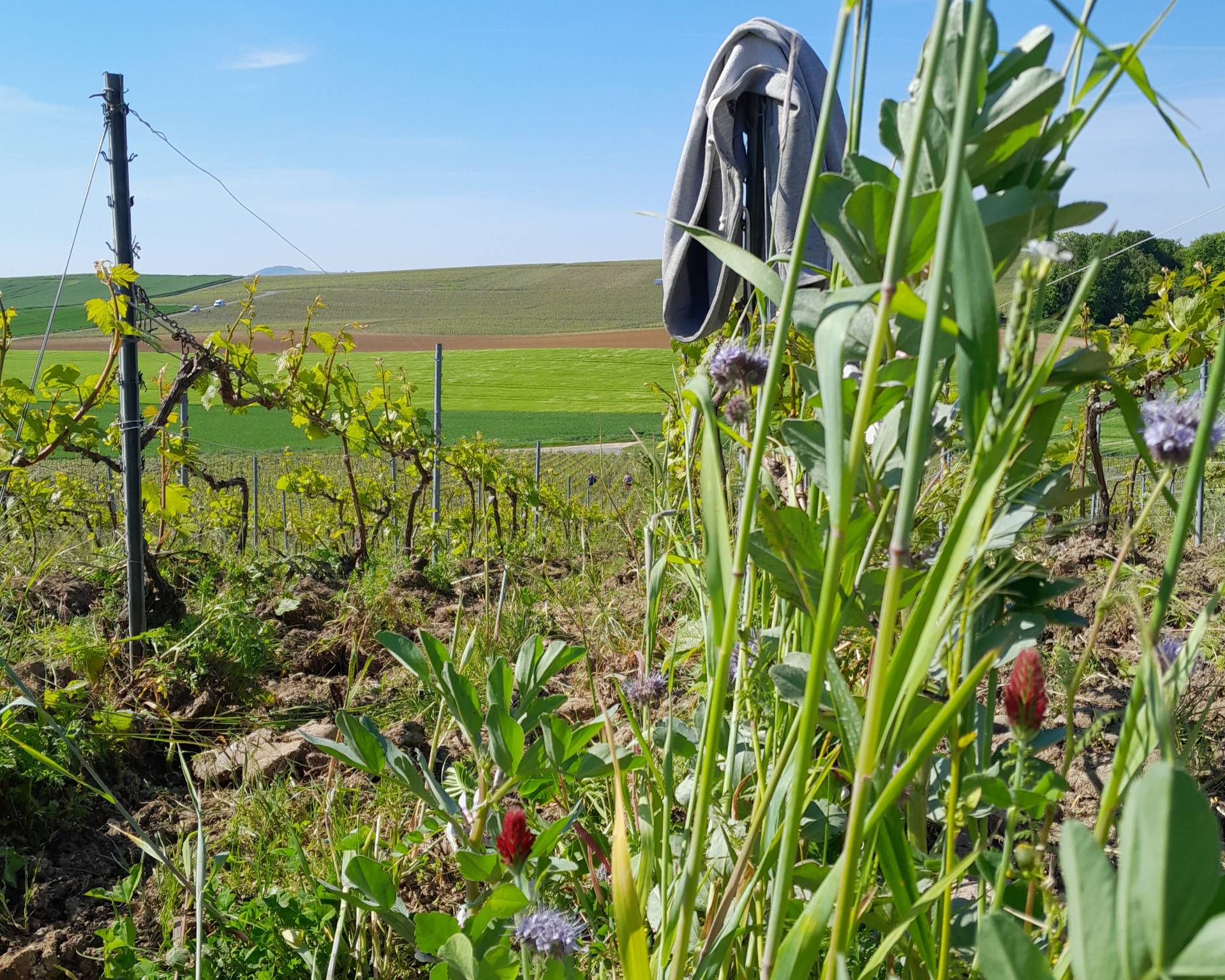 Discovery of agroecological viticulture