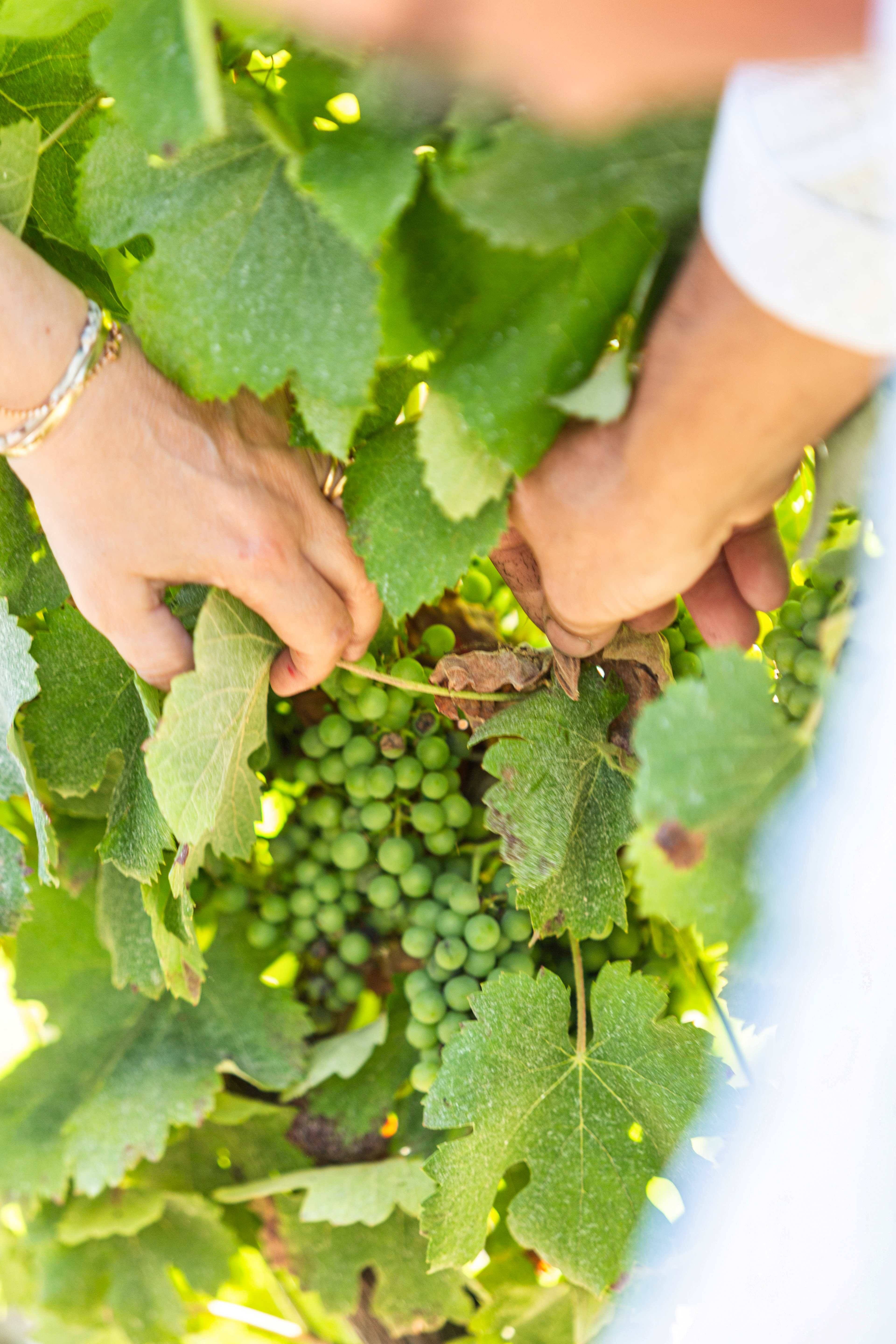 Fun walk and gourmet picnic