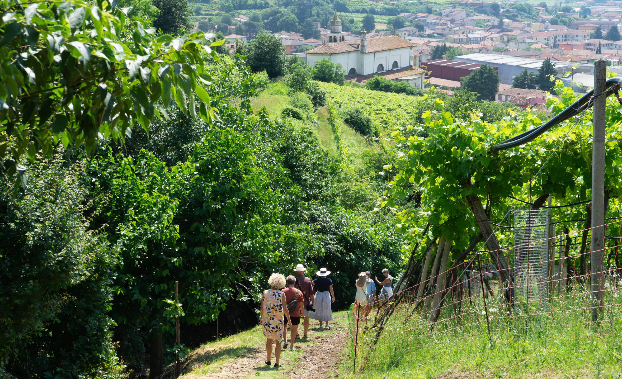 The nuances of Garganega
