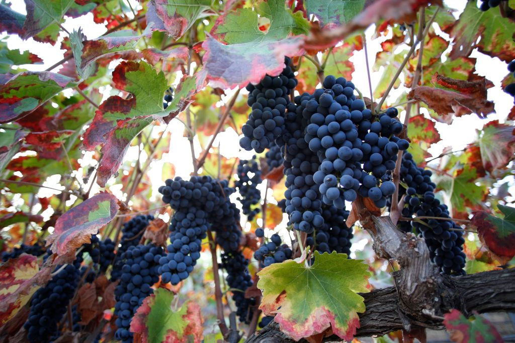 A walk through the clouds