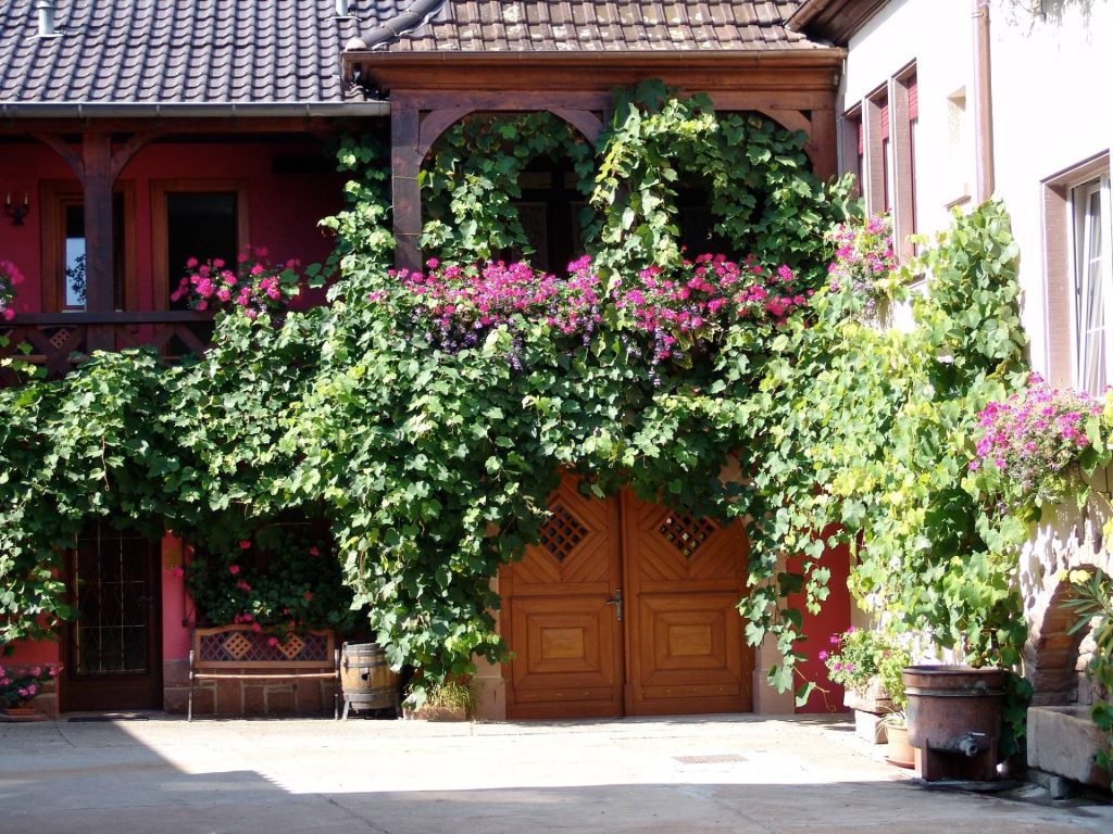 Visit and tasting at the Domaine