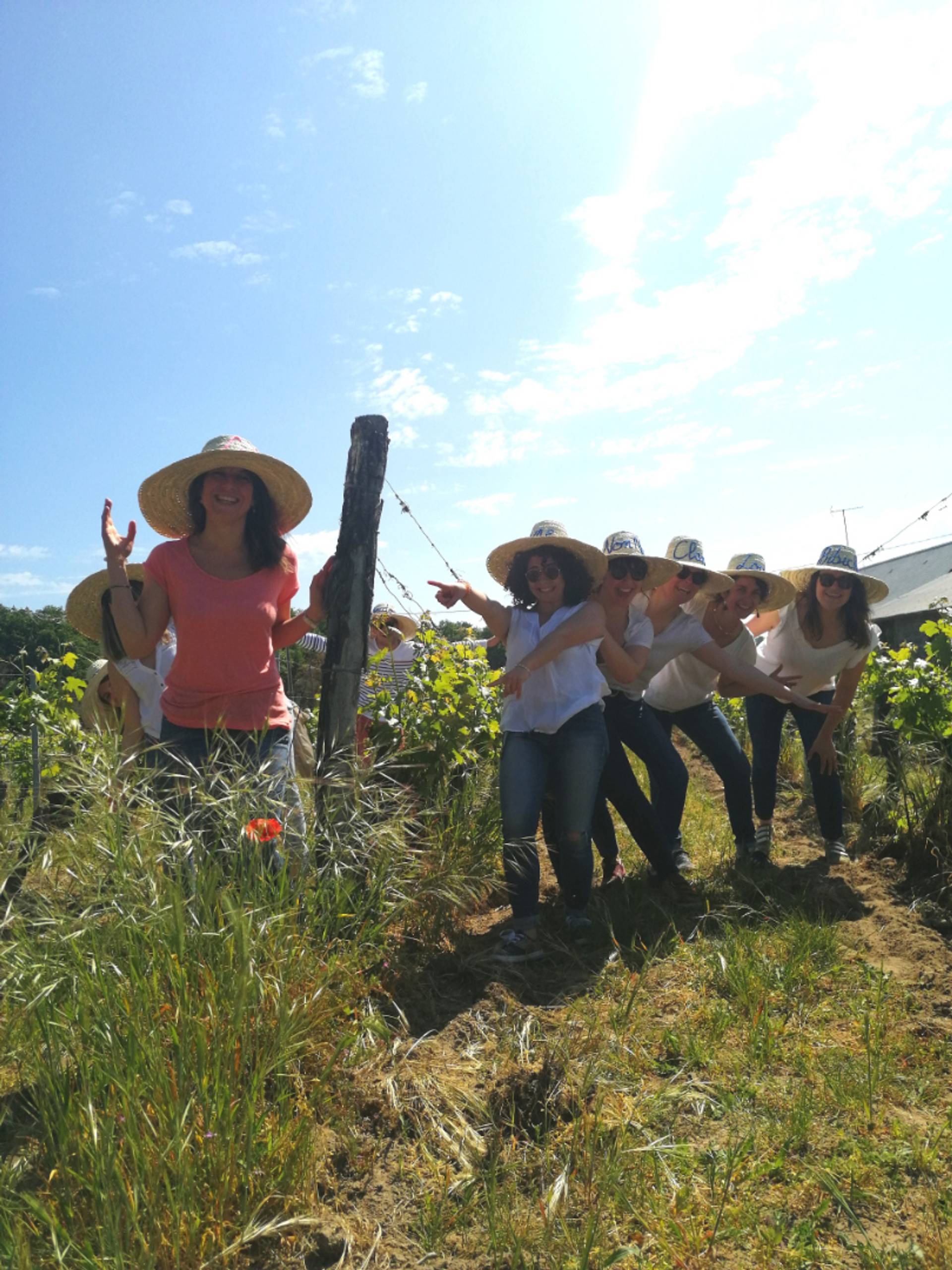 A vineyards, cellars and tasting experience