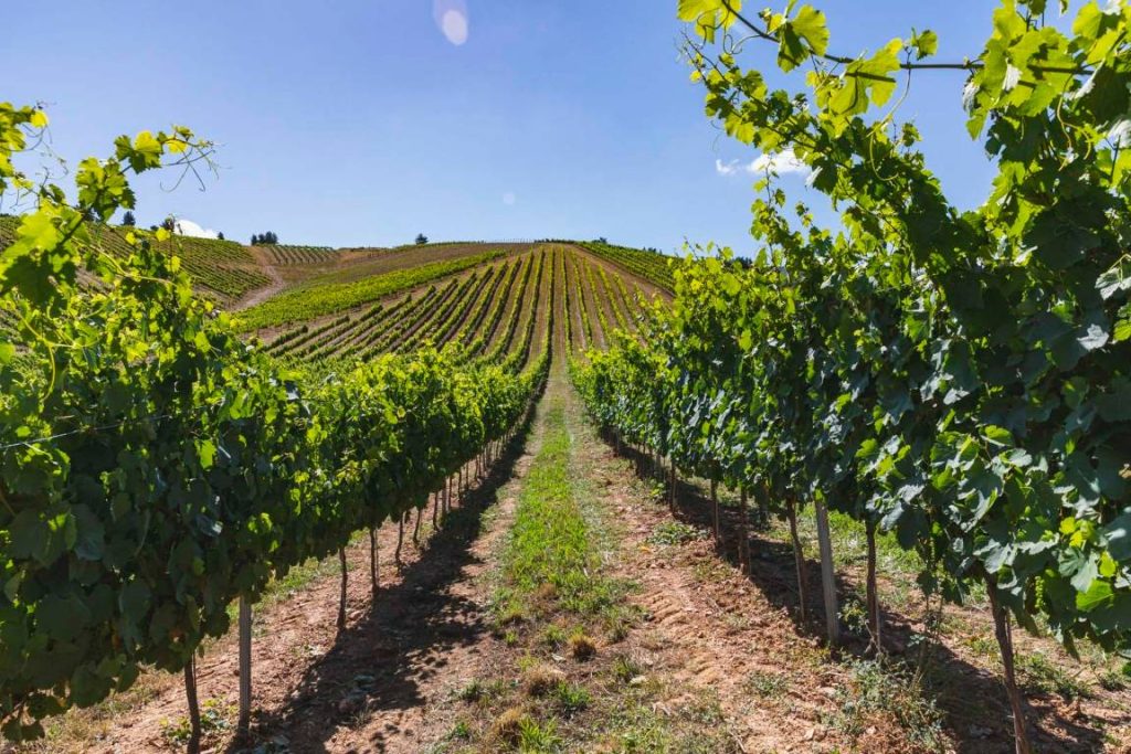 Delve into the secrets of El Bierzo