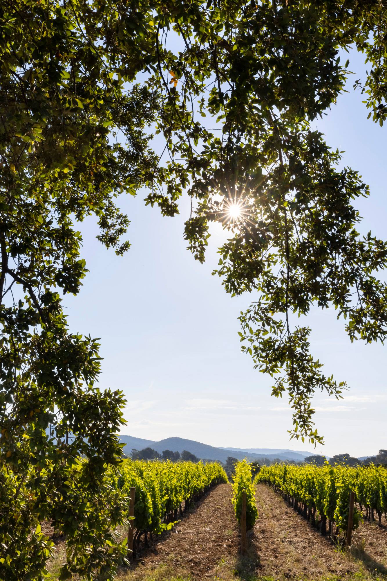 Relaxing or napping in a hammock