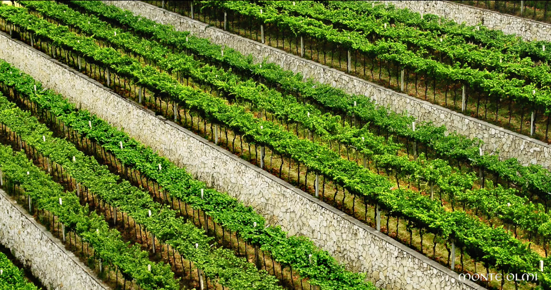 Monte Olmi Estate Tour