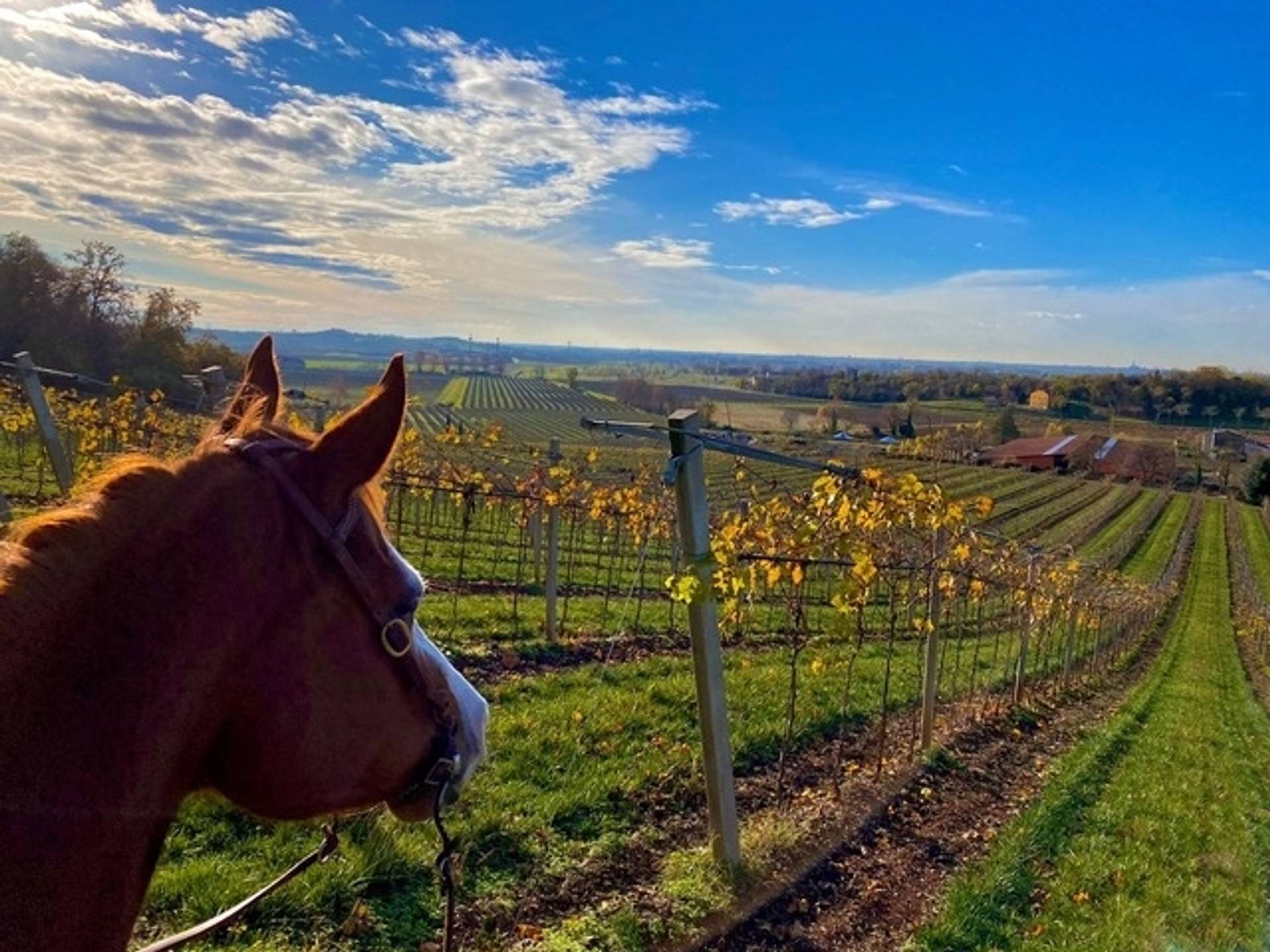 Horseback riding excursion in the hills with tasting