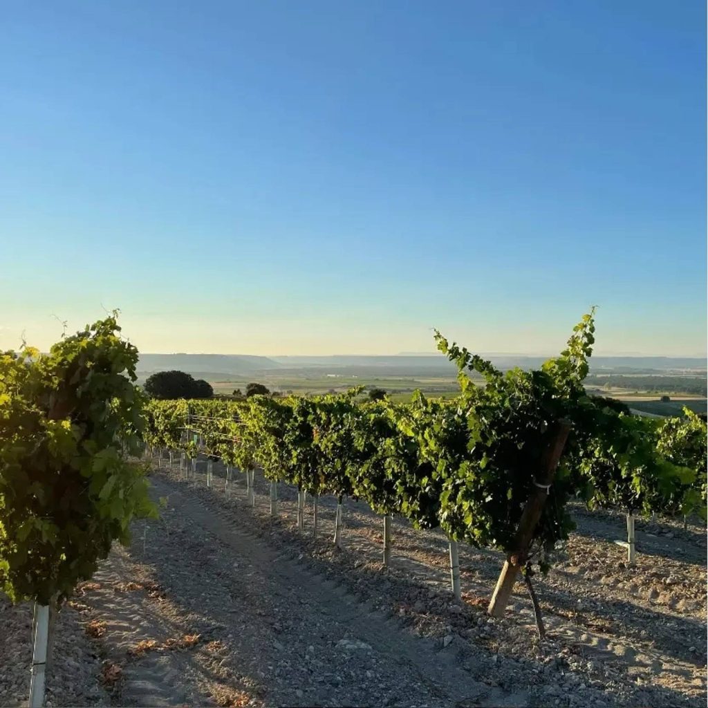 Tasting among vineyards and visit to the winery