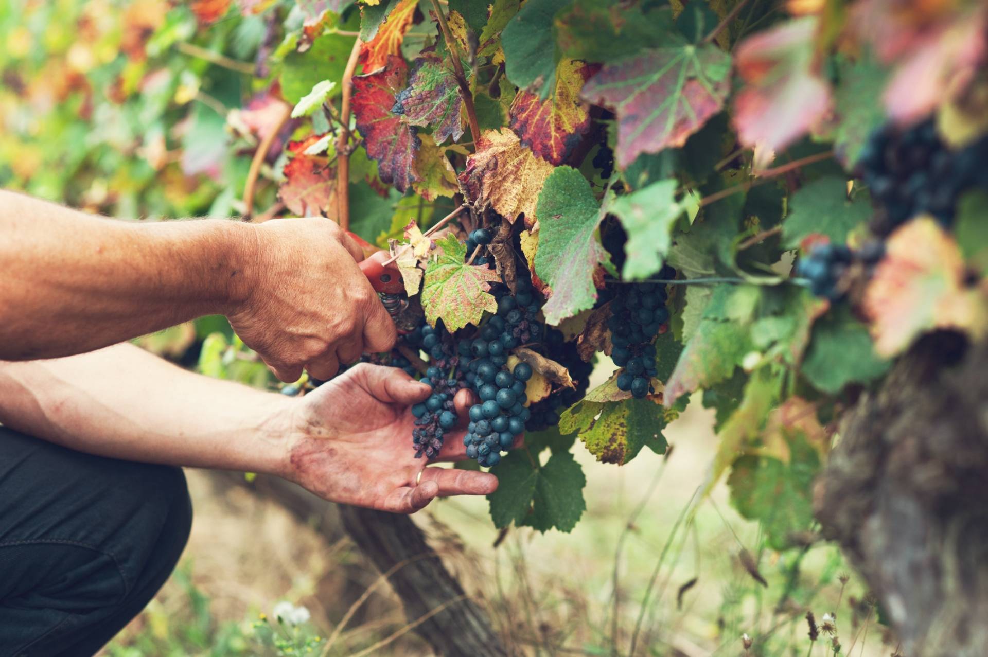 Fun walk and gourmet picnic