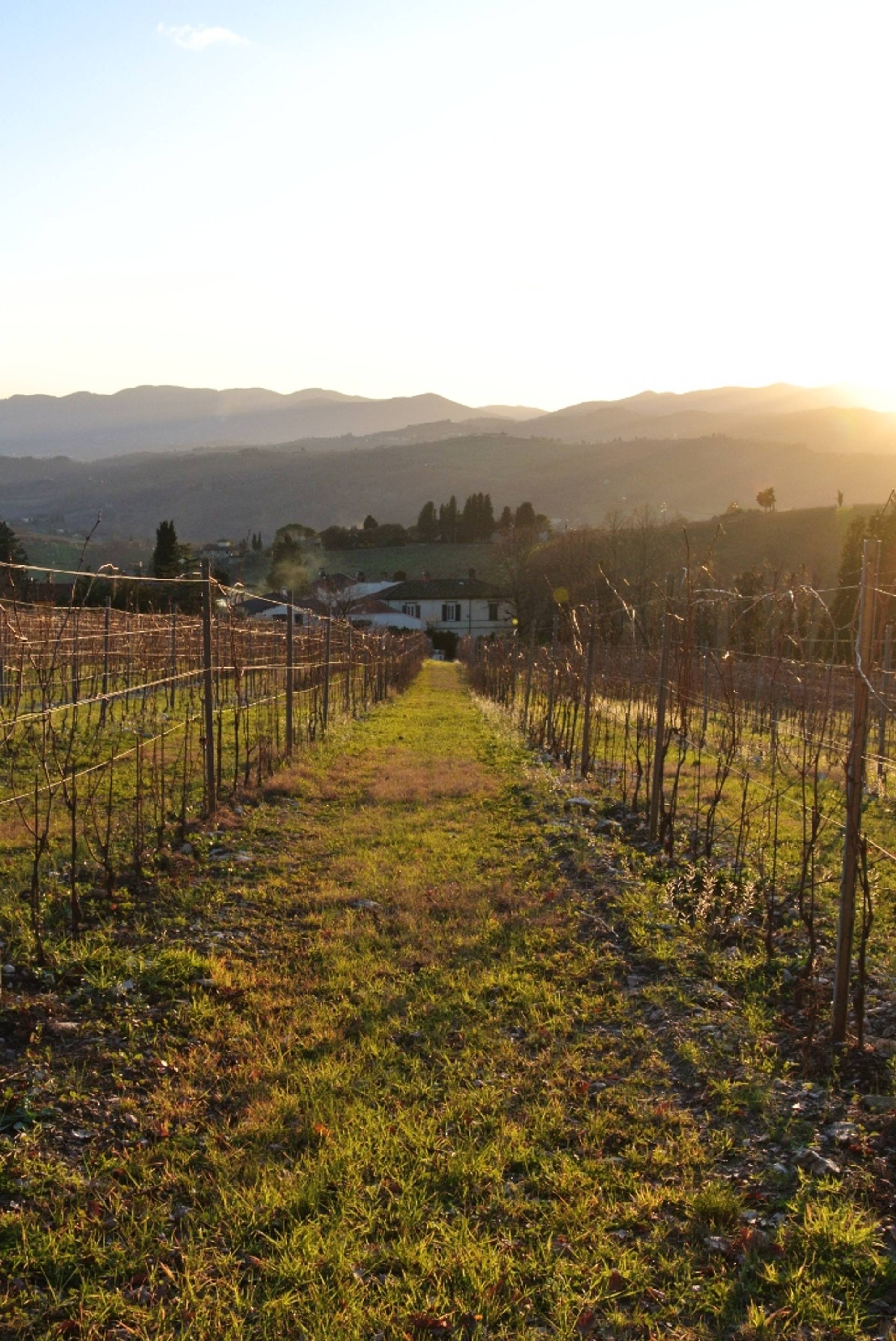 Chianti Rufina Experience