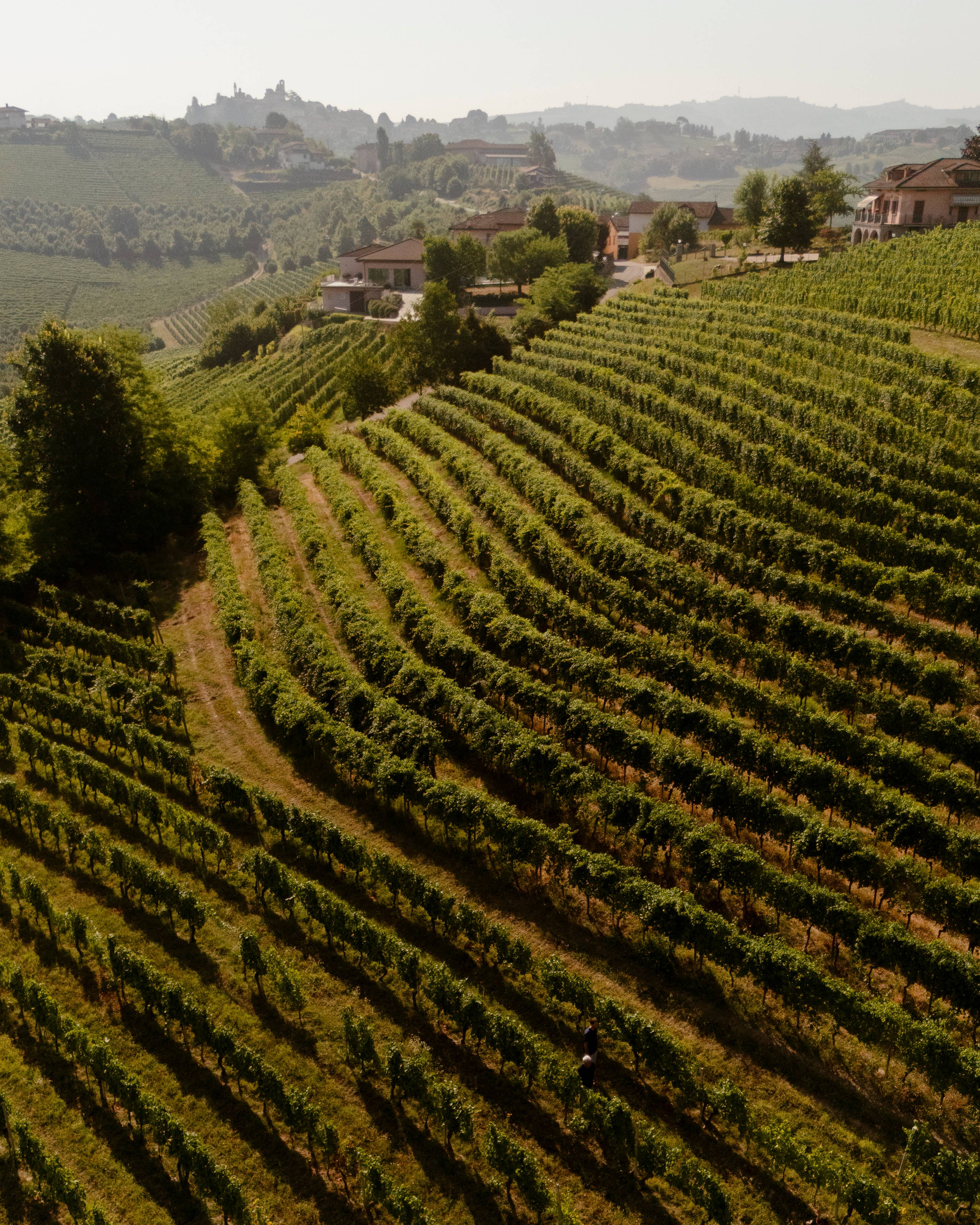 “Gran Monsú” wine tasting