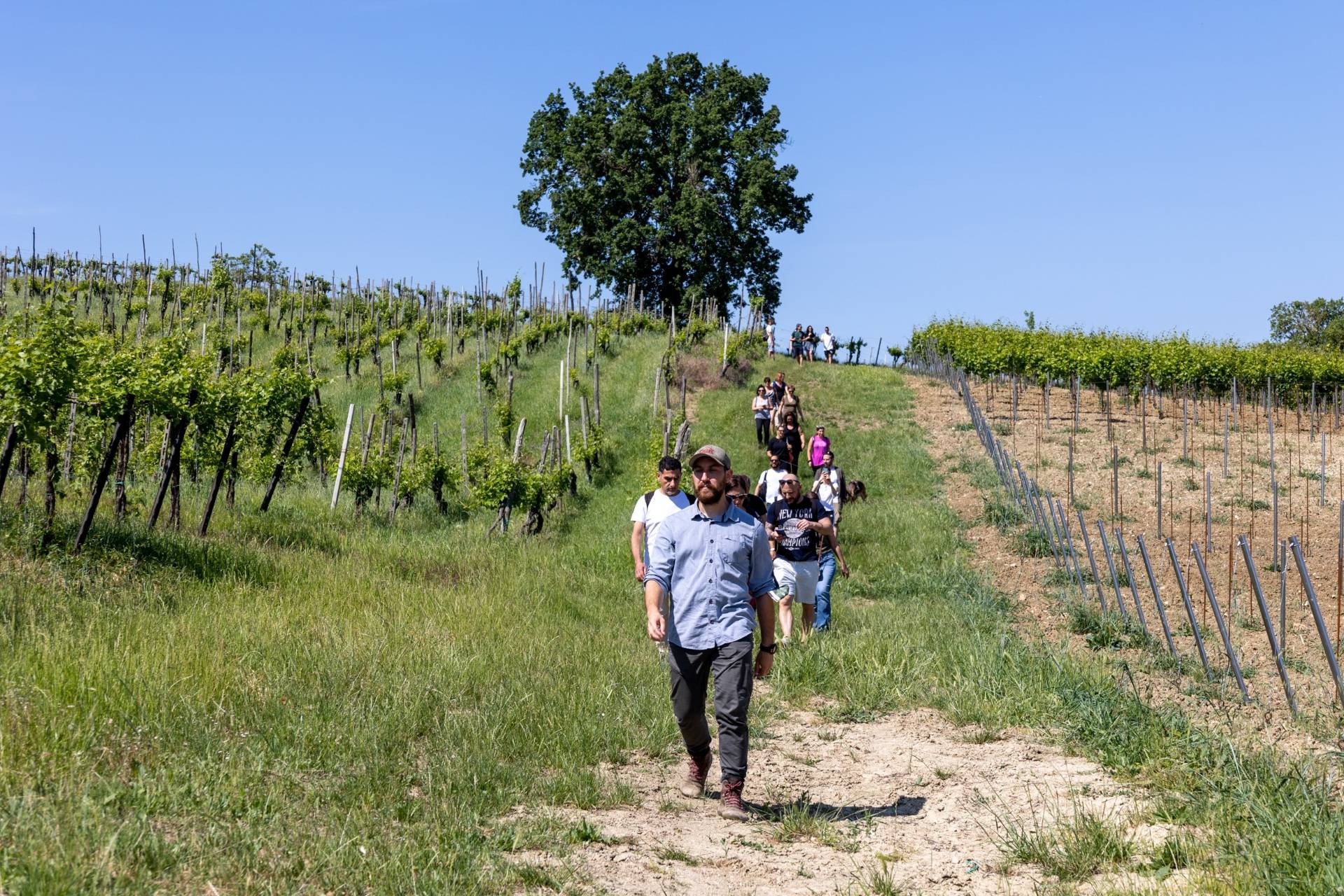 Vineyard Trekking with Tasting and Lunch