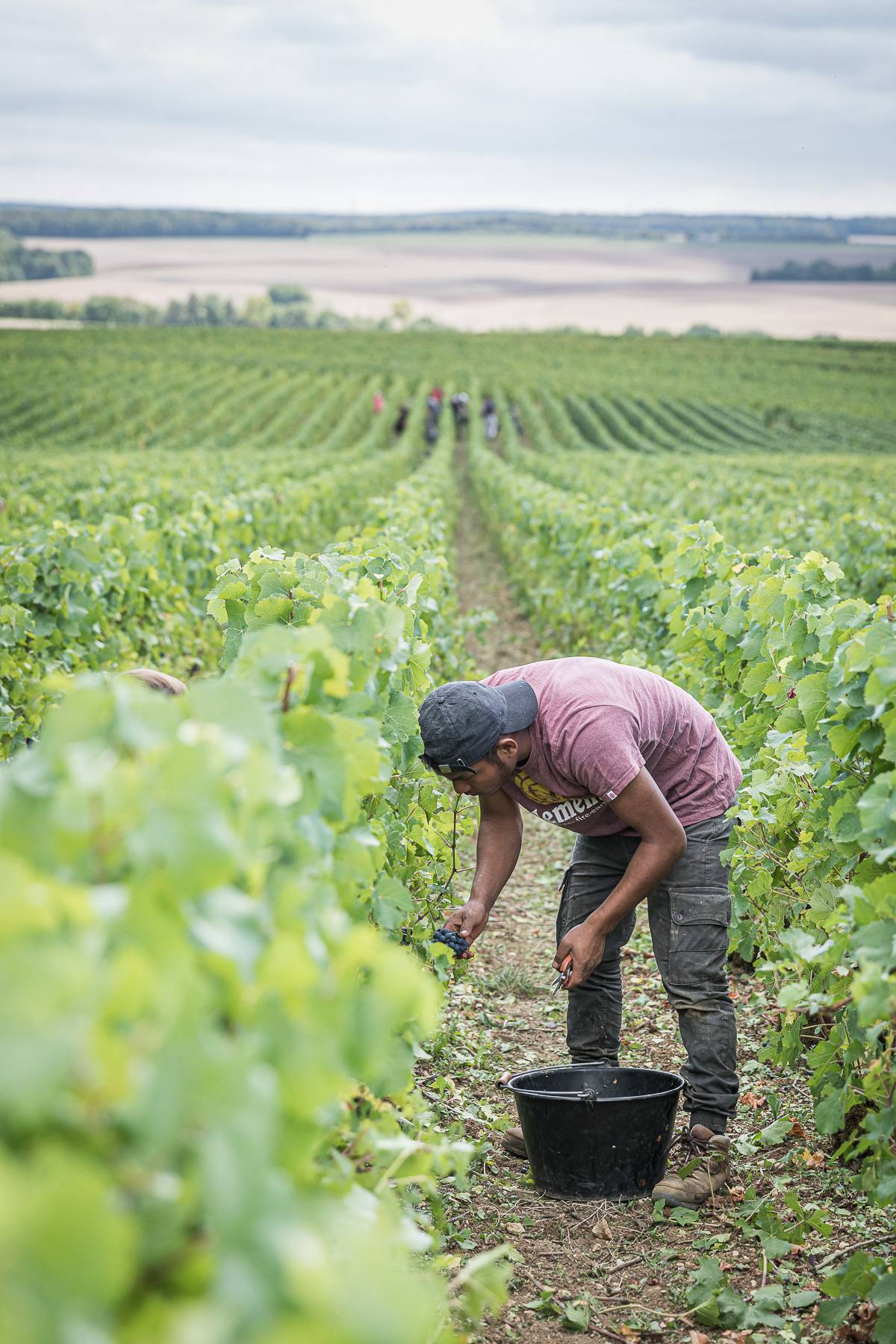 The whirlwind of the harvest