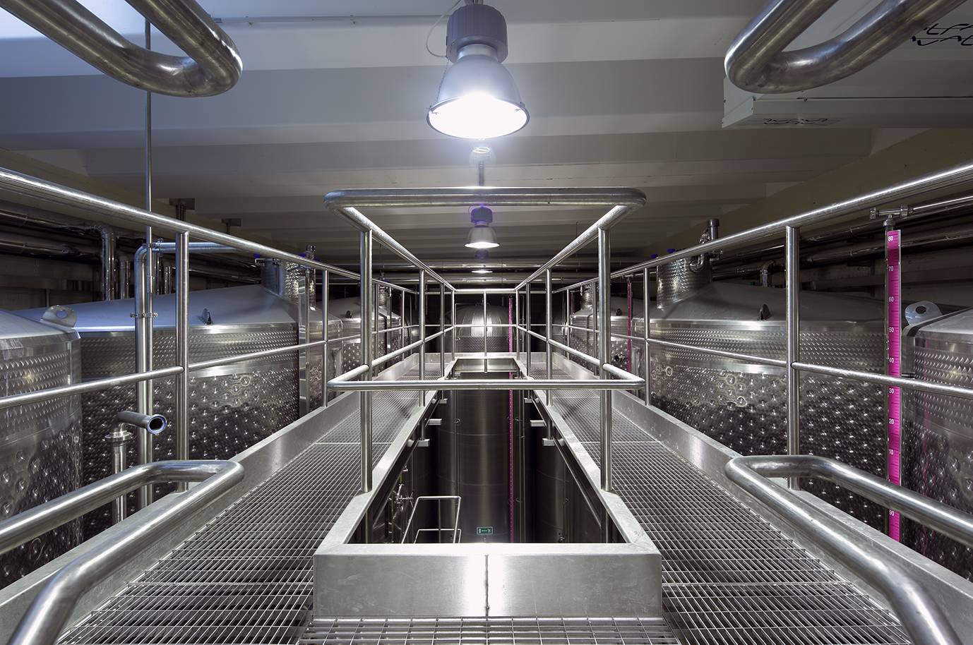 Vineyard visit and cellar tasting